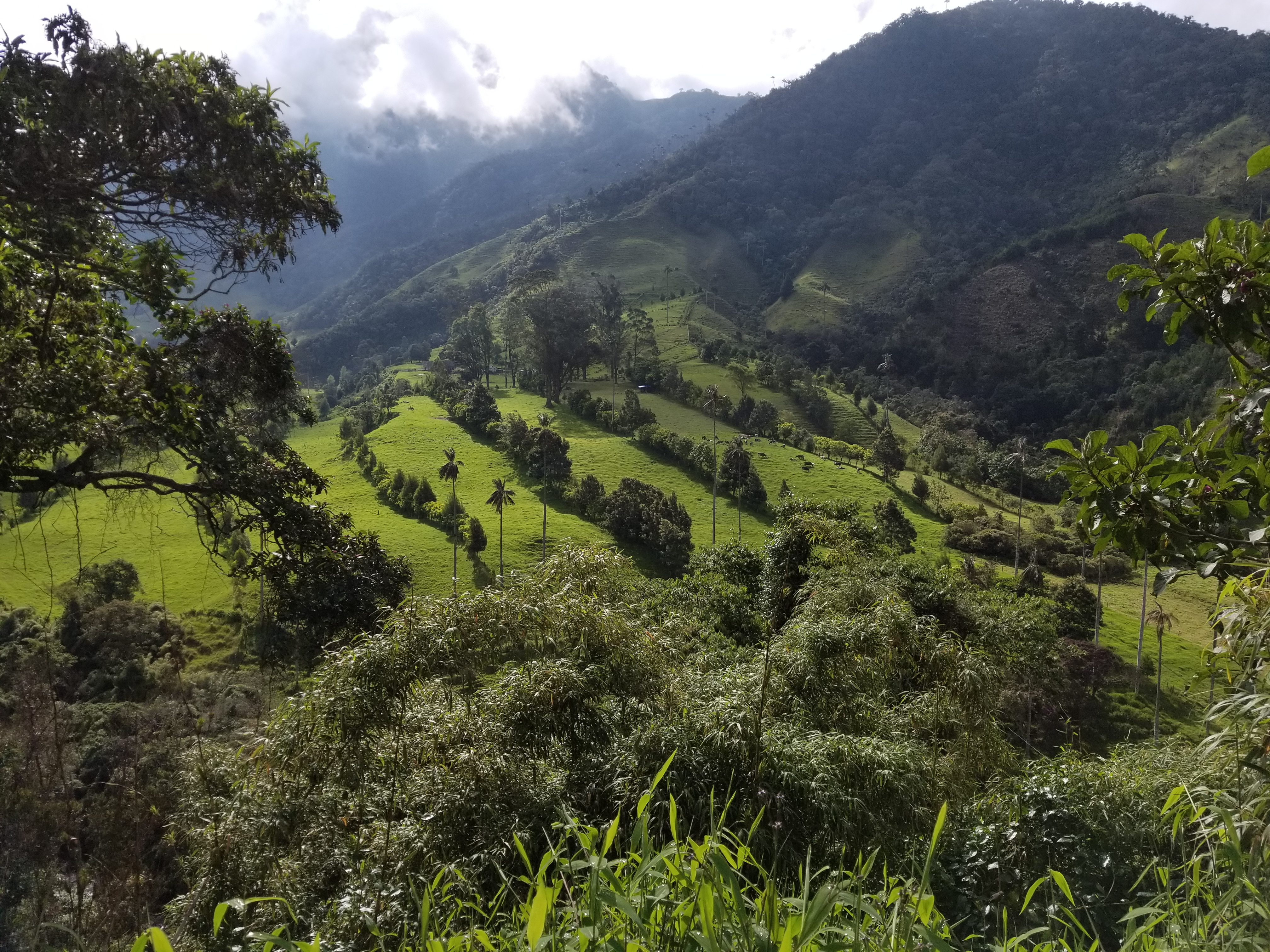 View from Salento Mirador