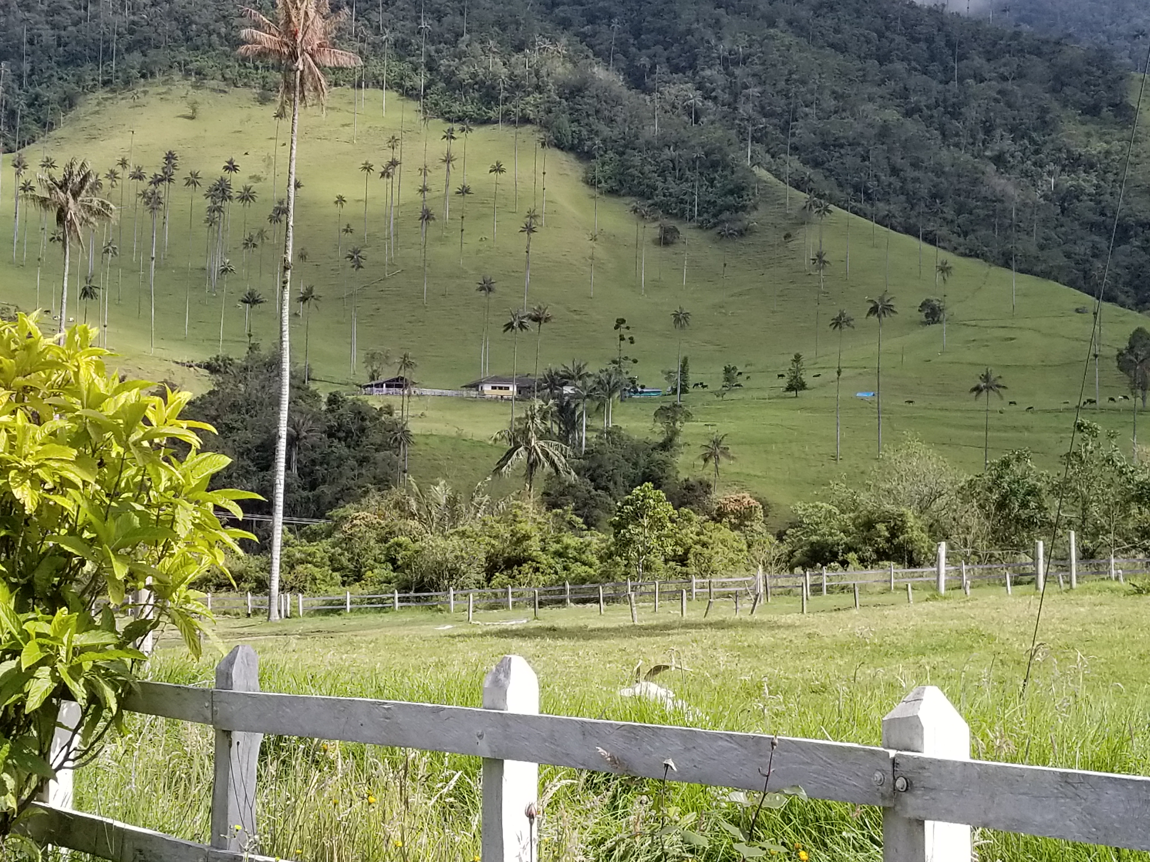 Wax Palm Valley, Valle de Cocora