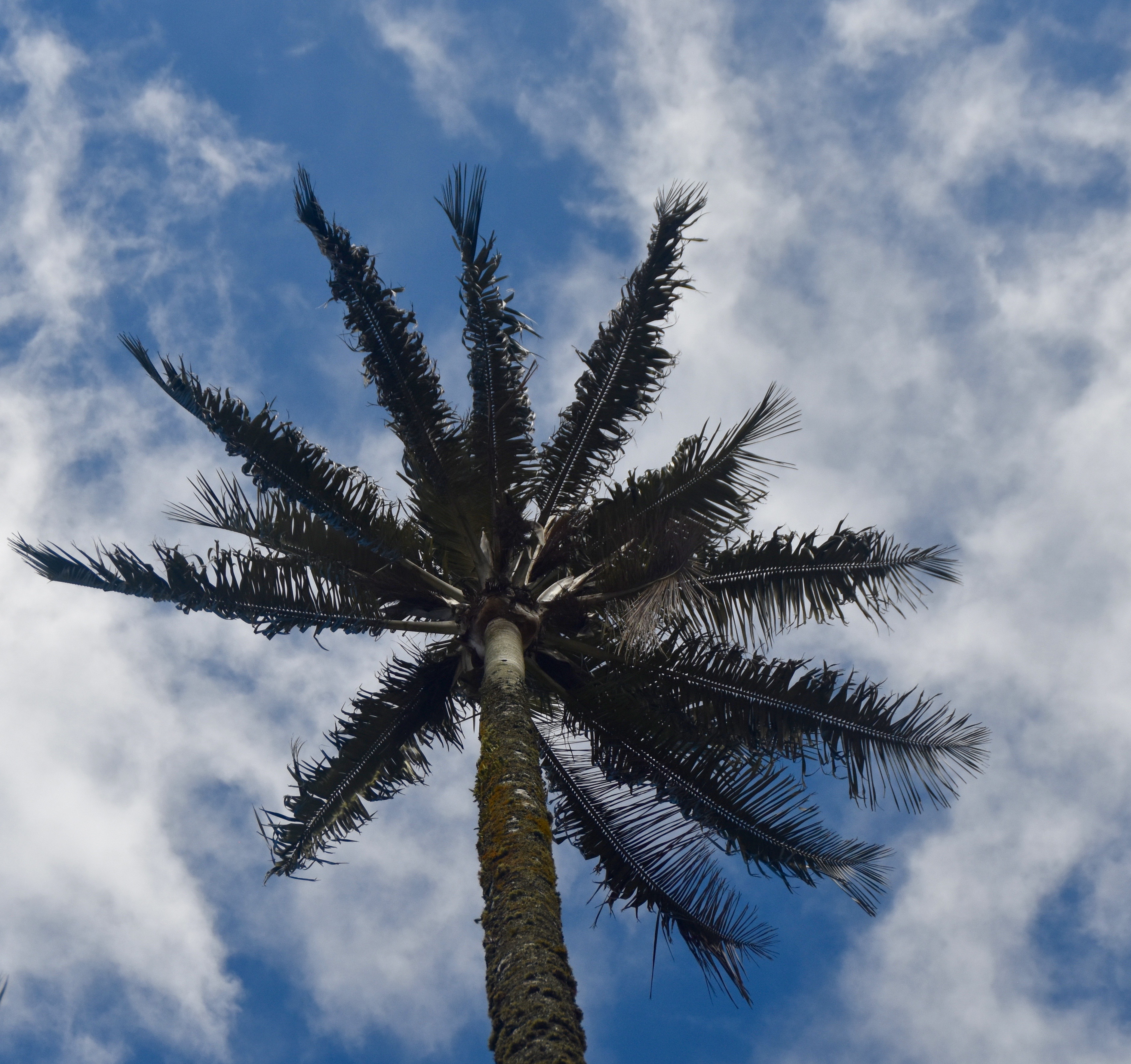 Wax Palm, Valle de Cocora