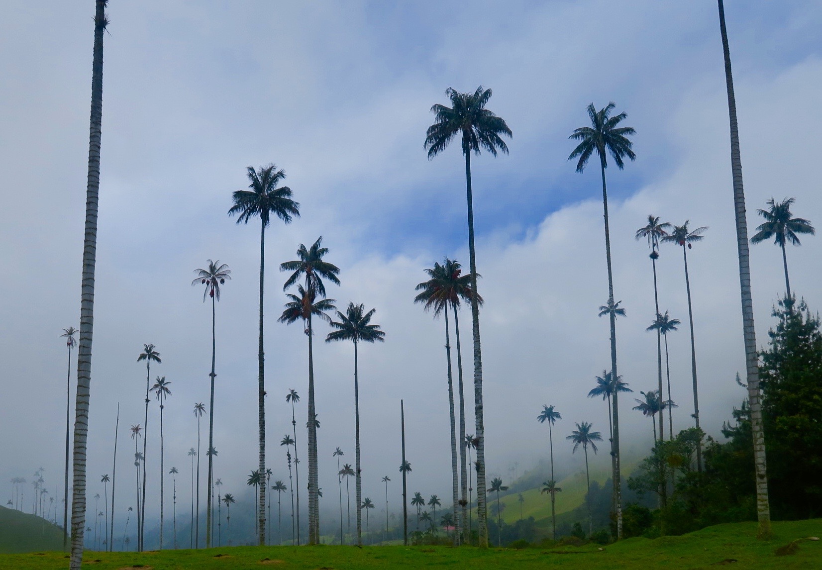 wax palm tree