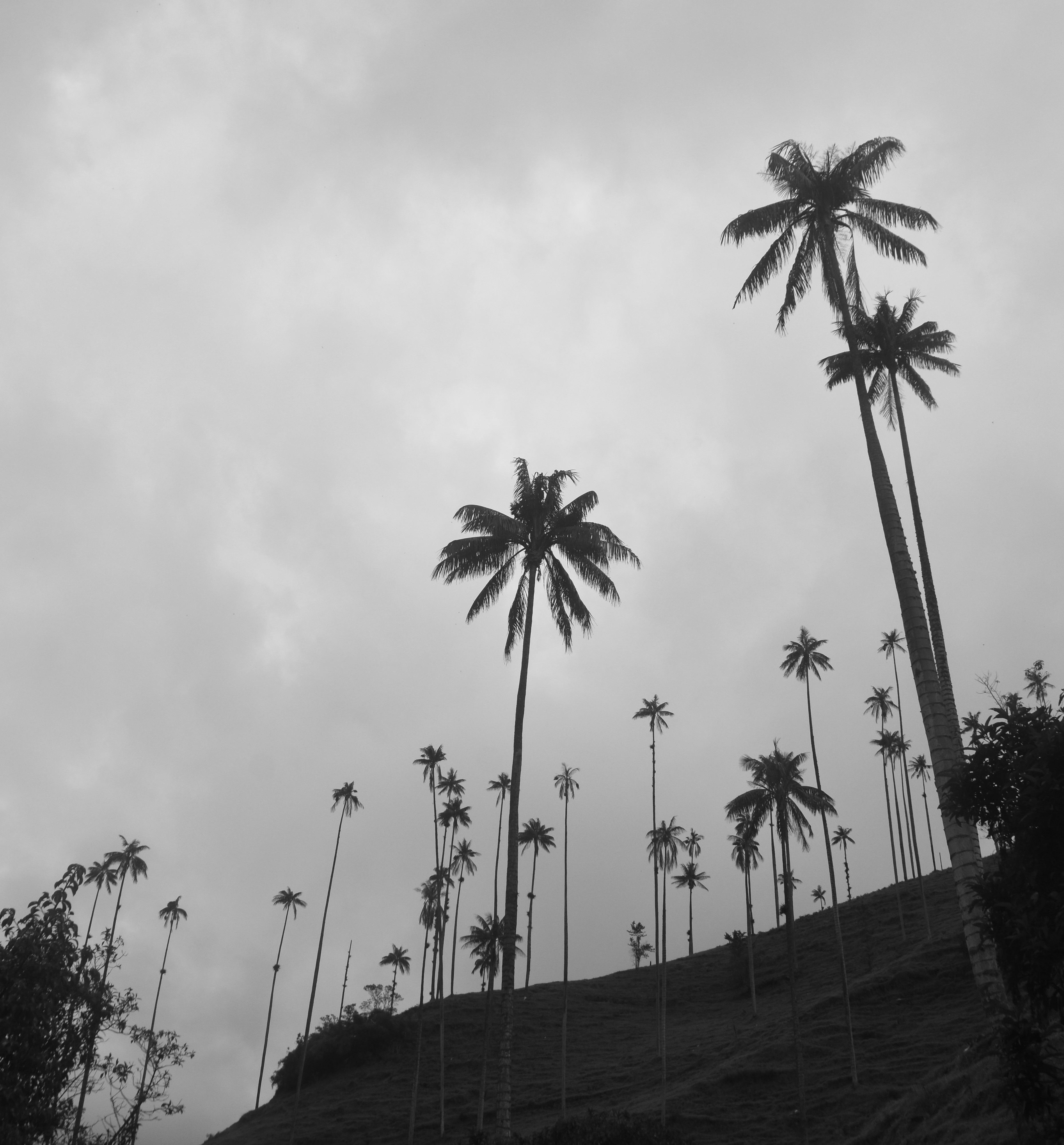 Wax Palms in B&W