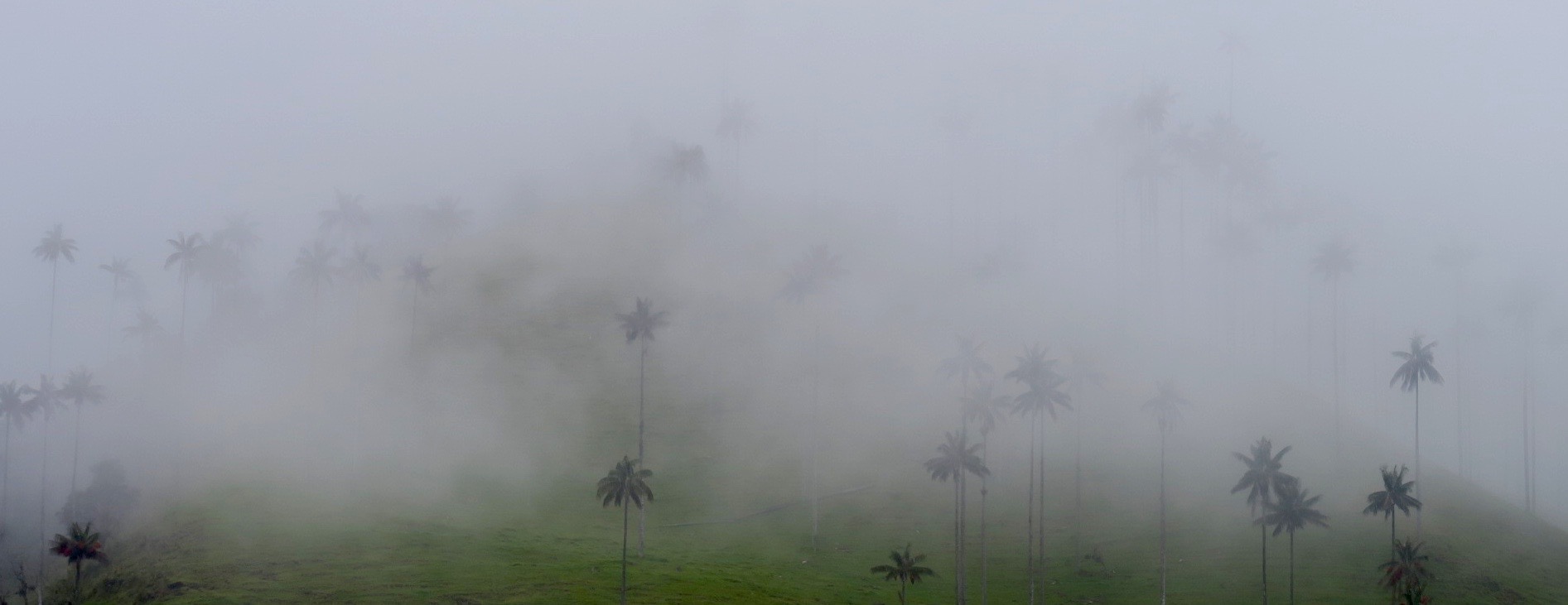 Wax Palms in the Fog, Valle de Cocora