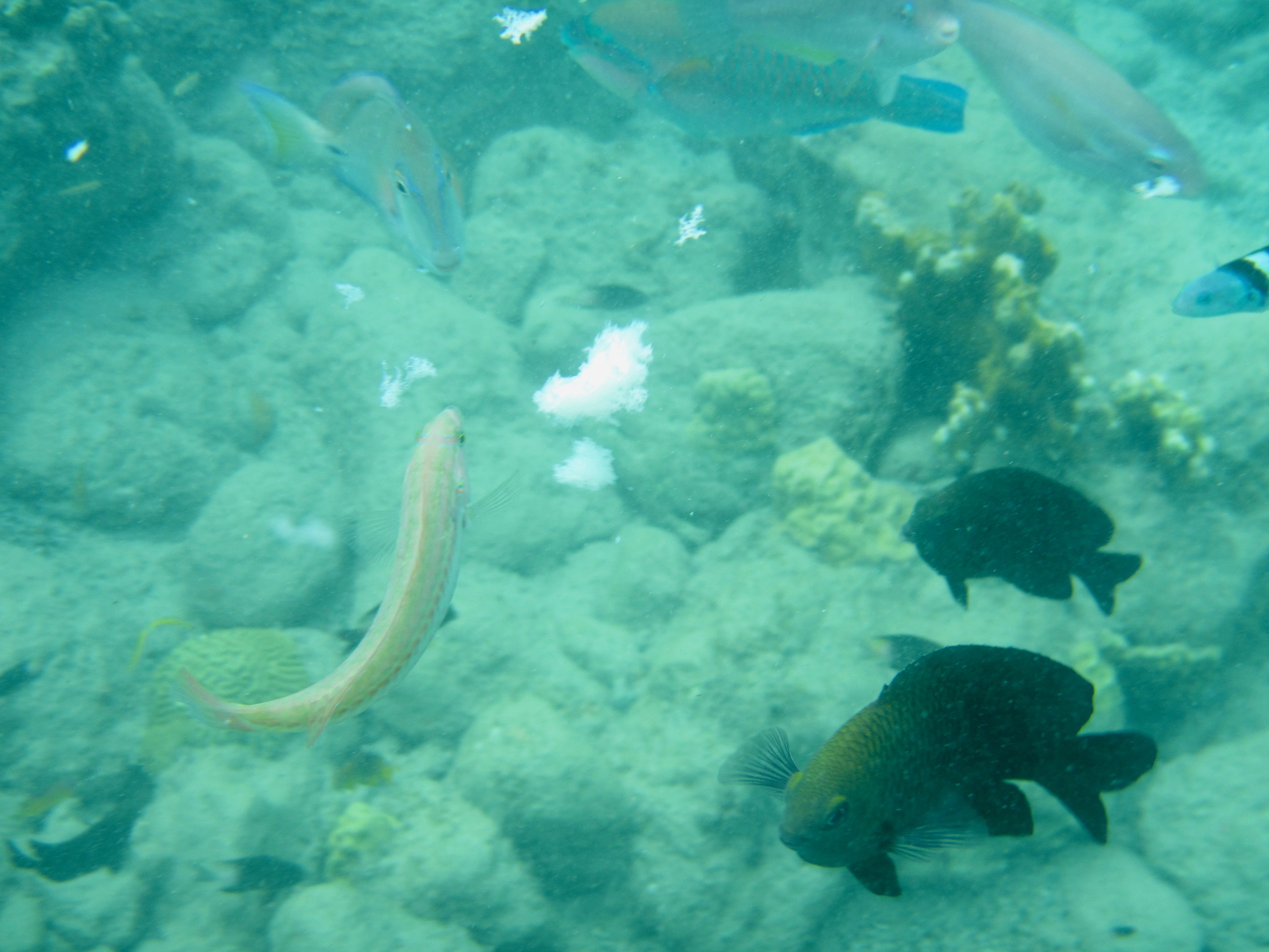 Feeding the Fish at Tugboat