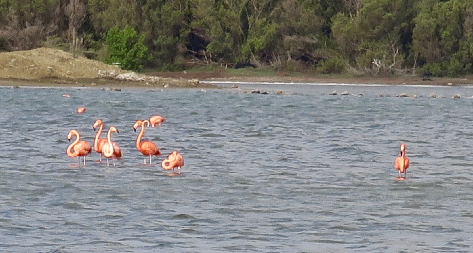 Flamingos at the Salt Pans