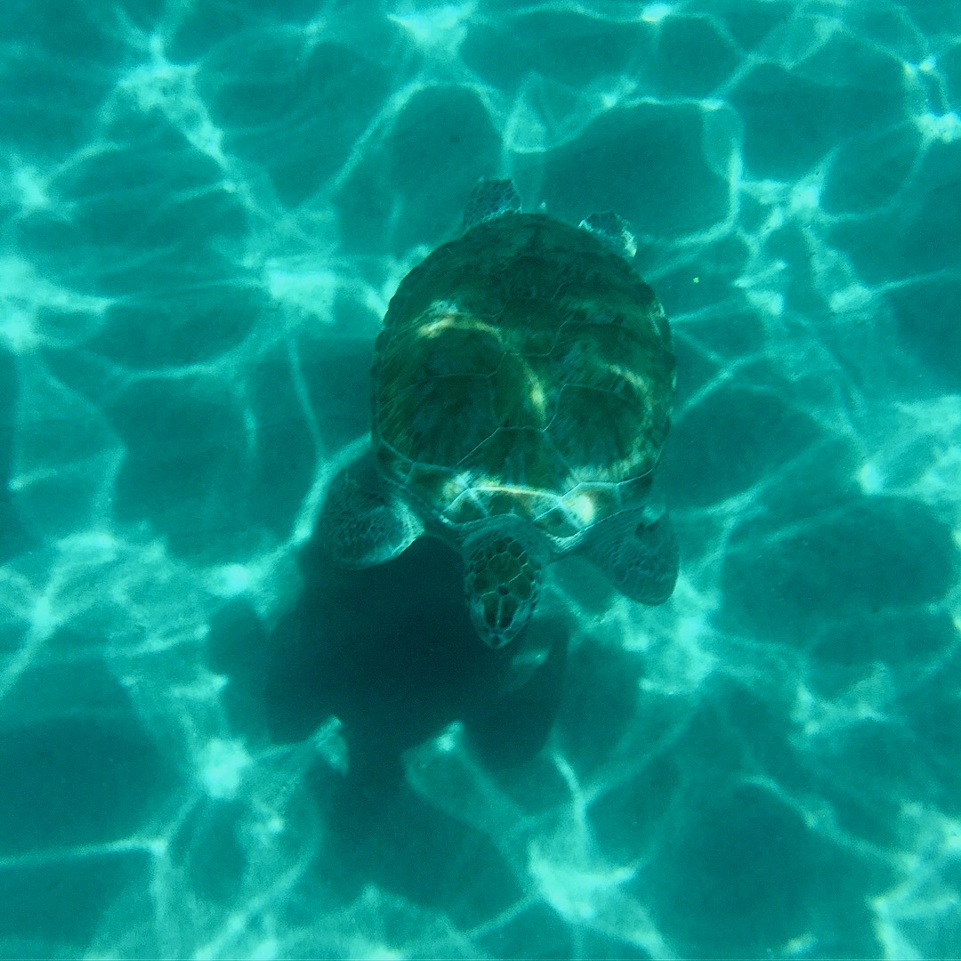 Green Turtle,Playa Piskado
