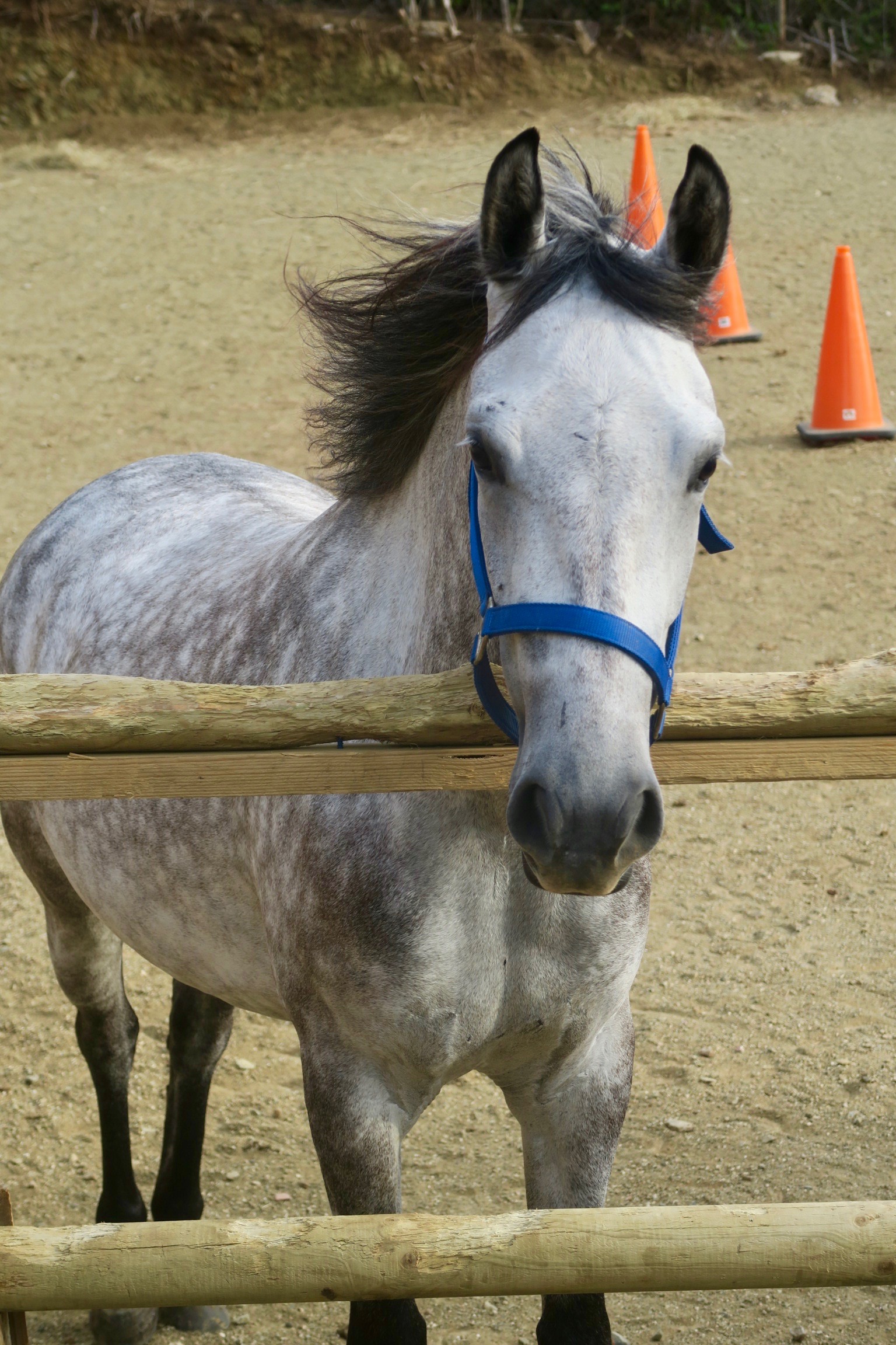 One of the Landhuis Horses