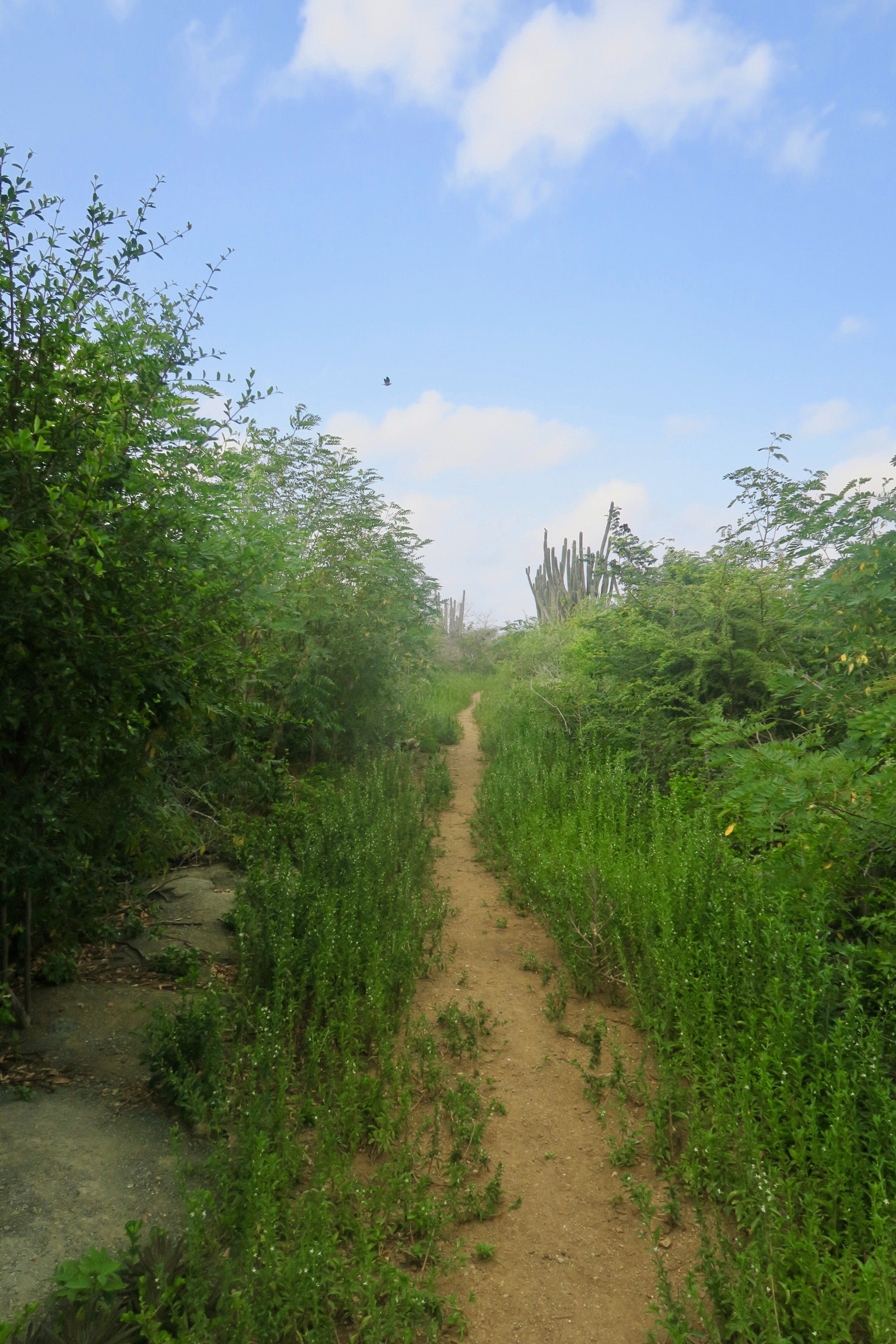 Path to the Salt Pans, Landhuis Jan Thiel