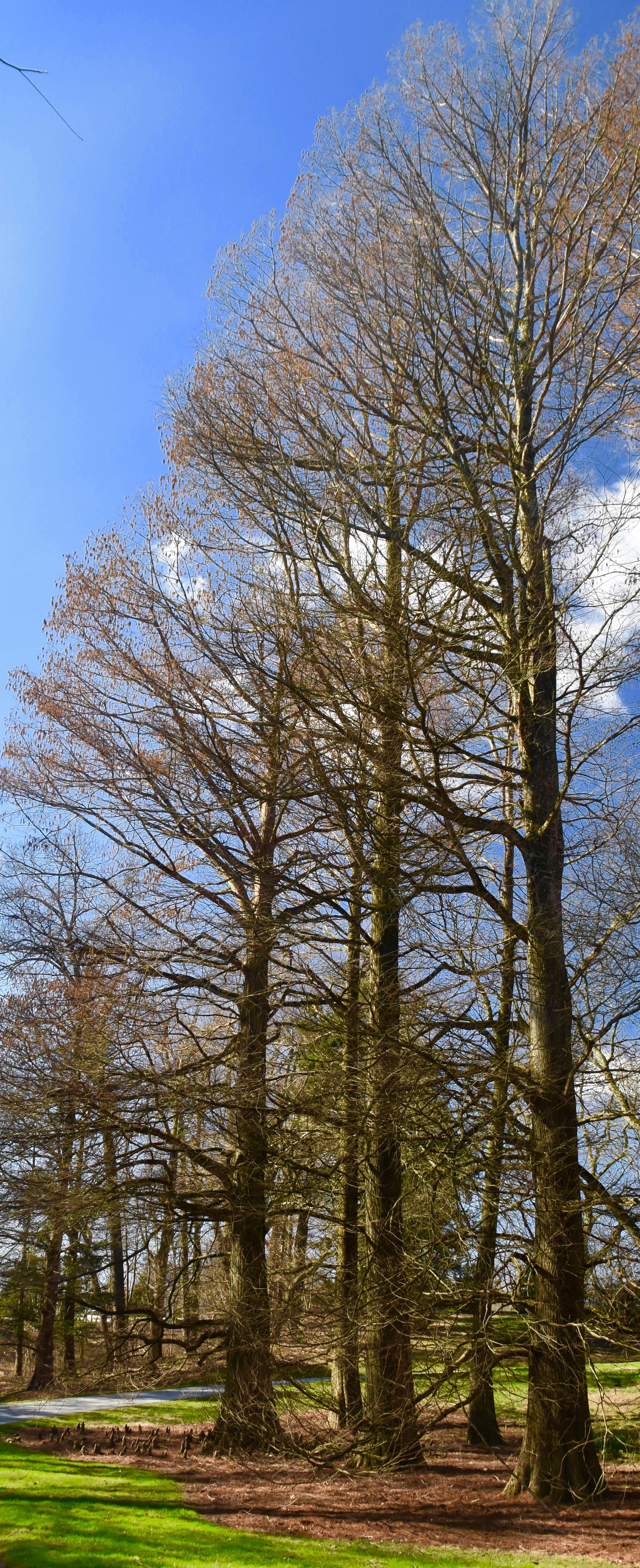 Bald Cypress, Longwood Gardens