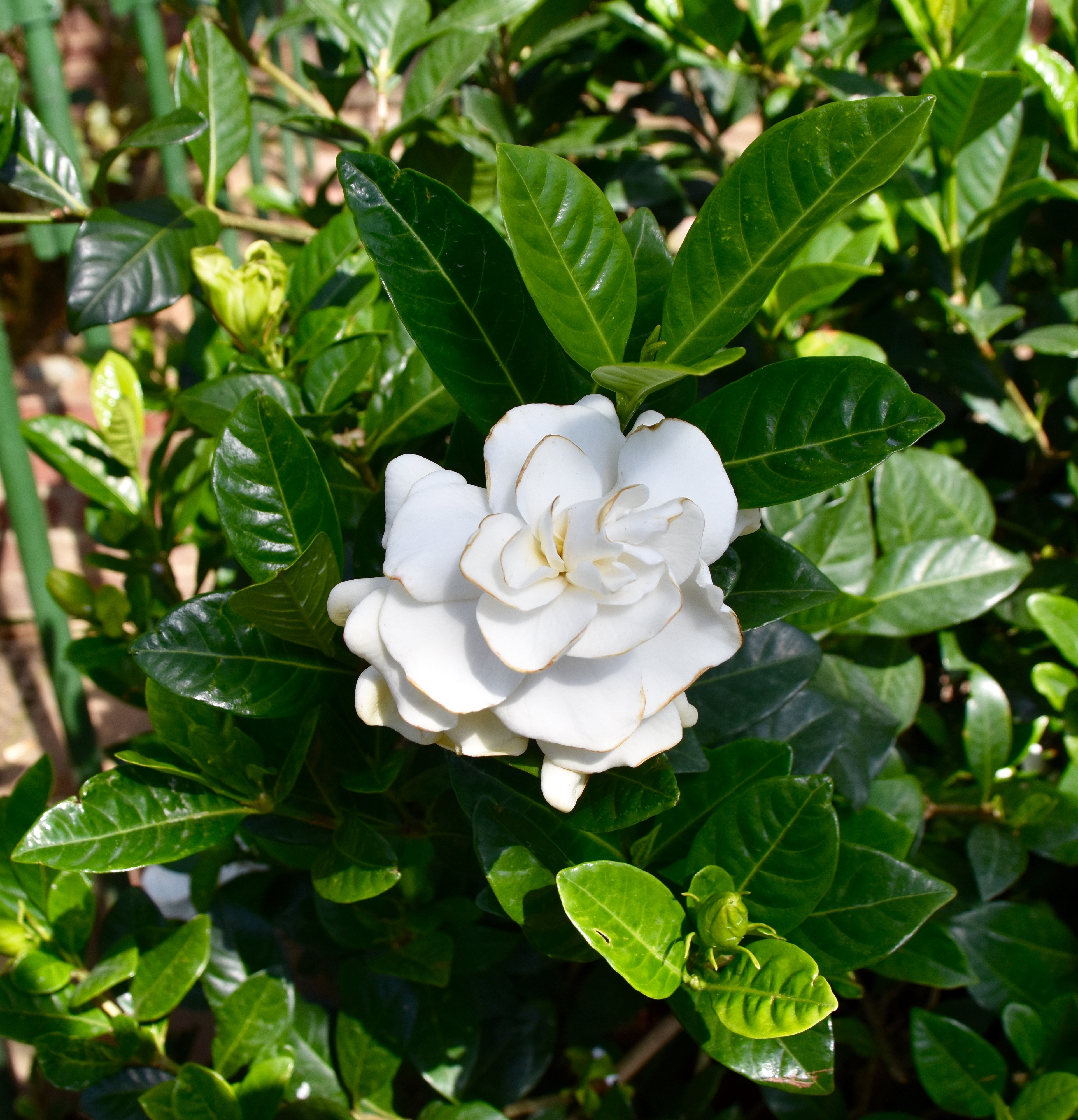 Camellia