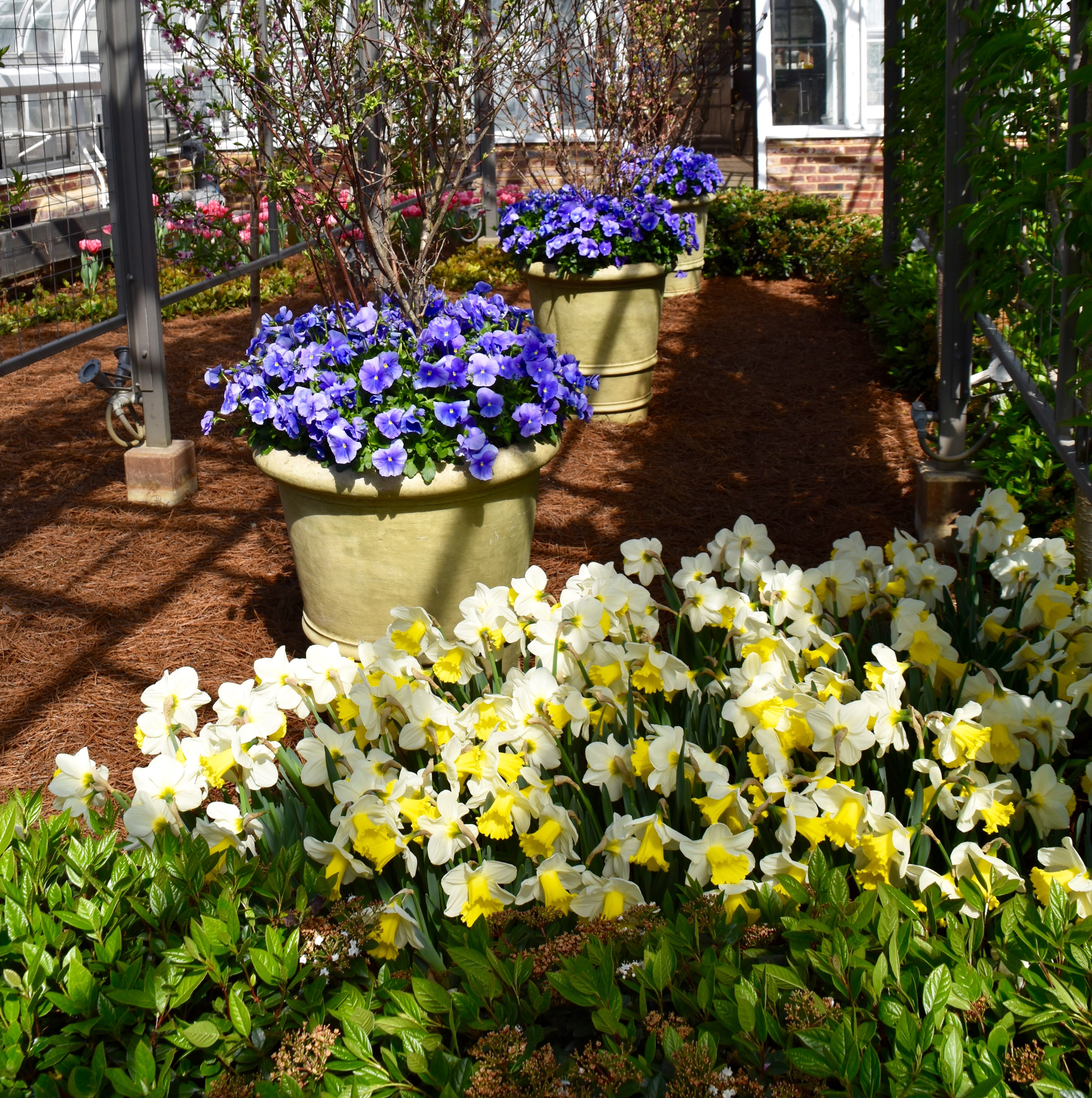 Daffodils & Pansies