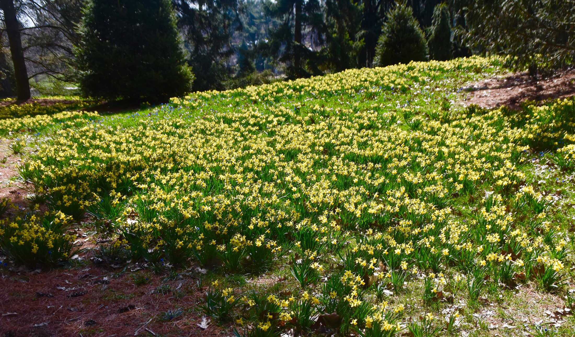 Narcissi, Longwood Gardens