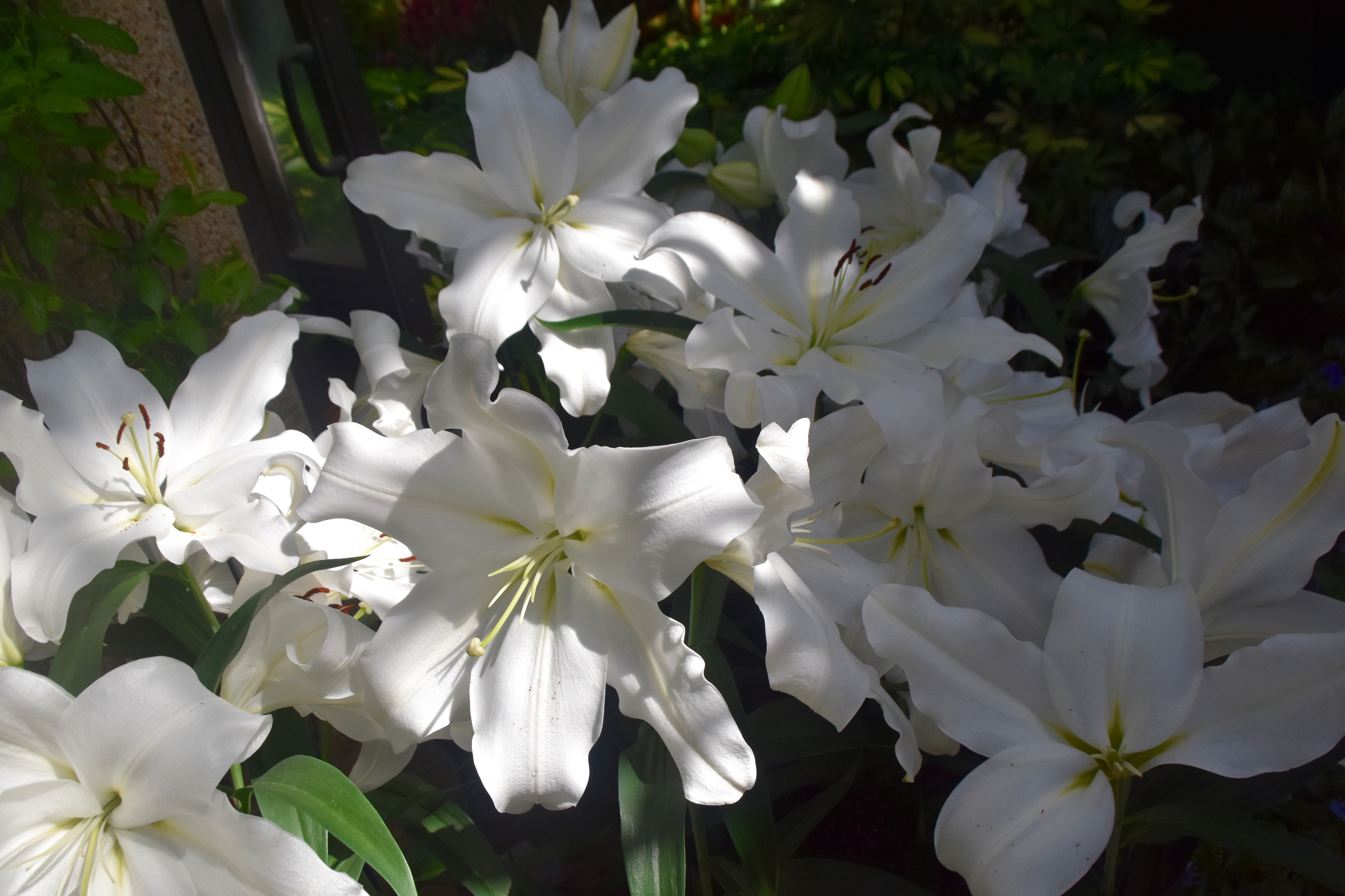 Easter Lilies