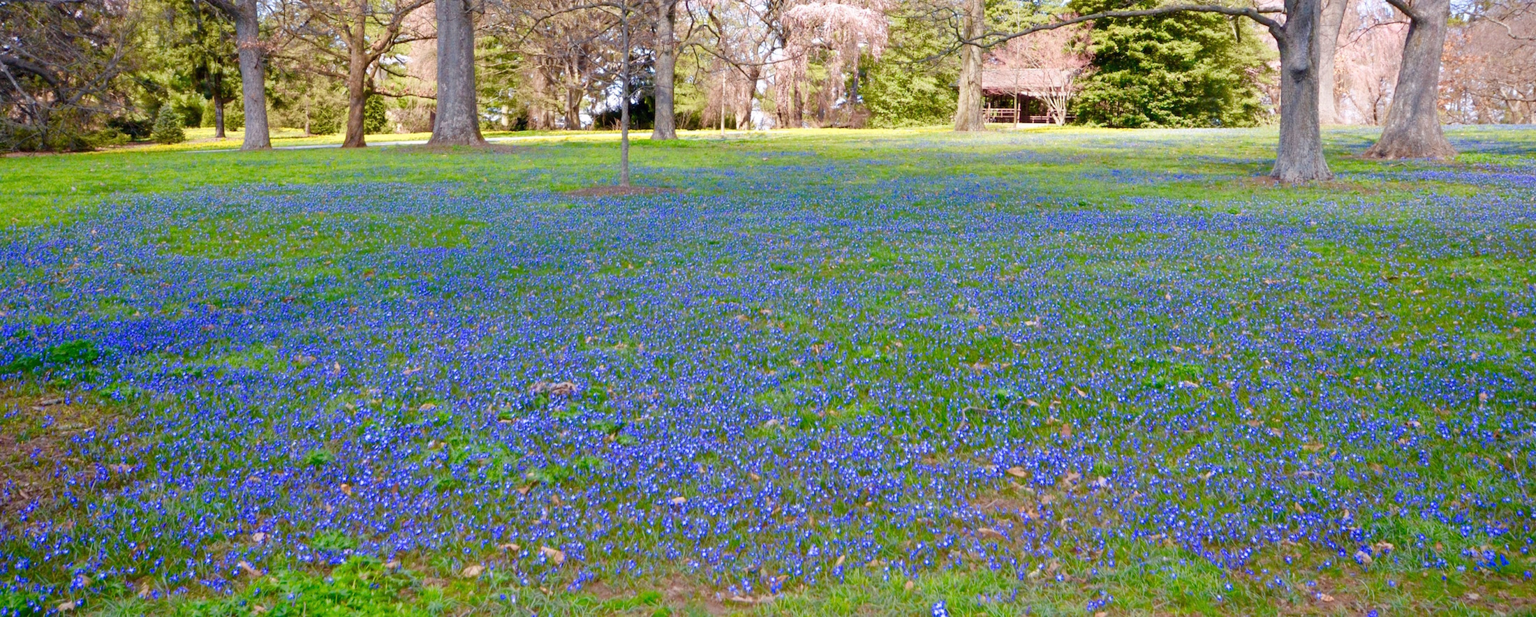 Field of Scilla, Longwood Gardens