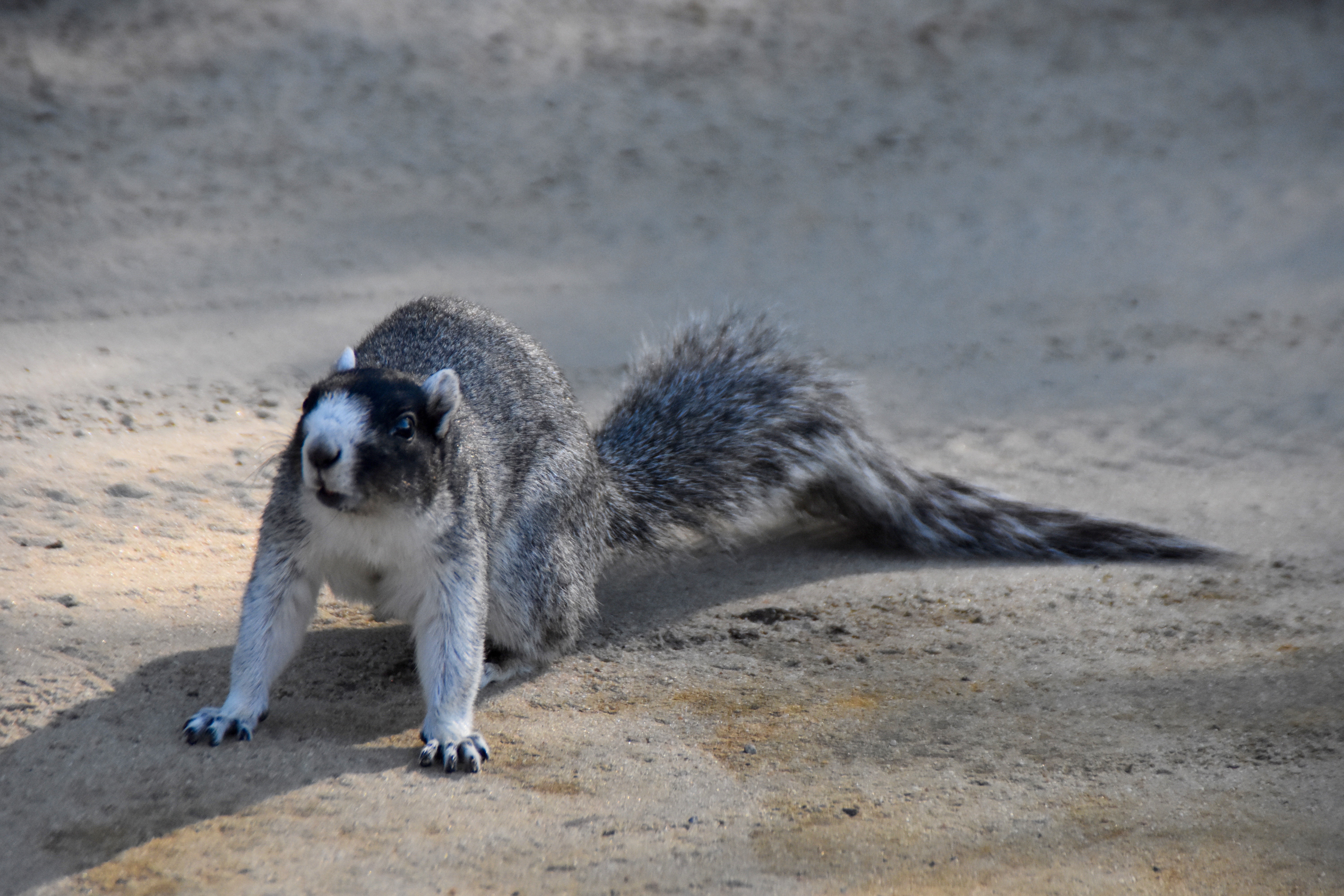 Fox Squirrel