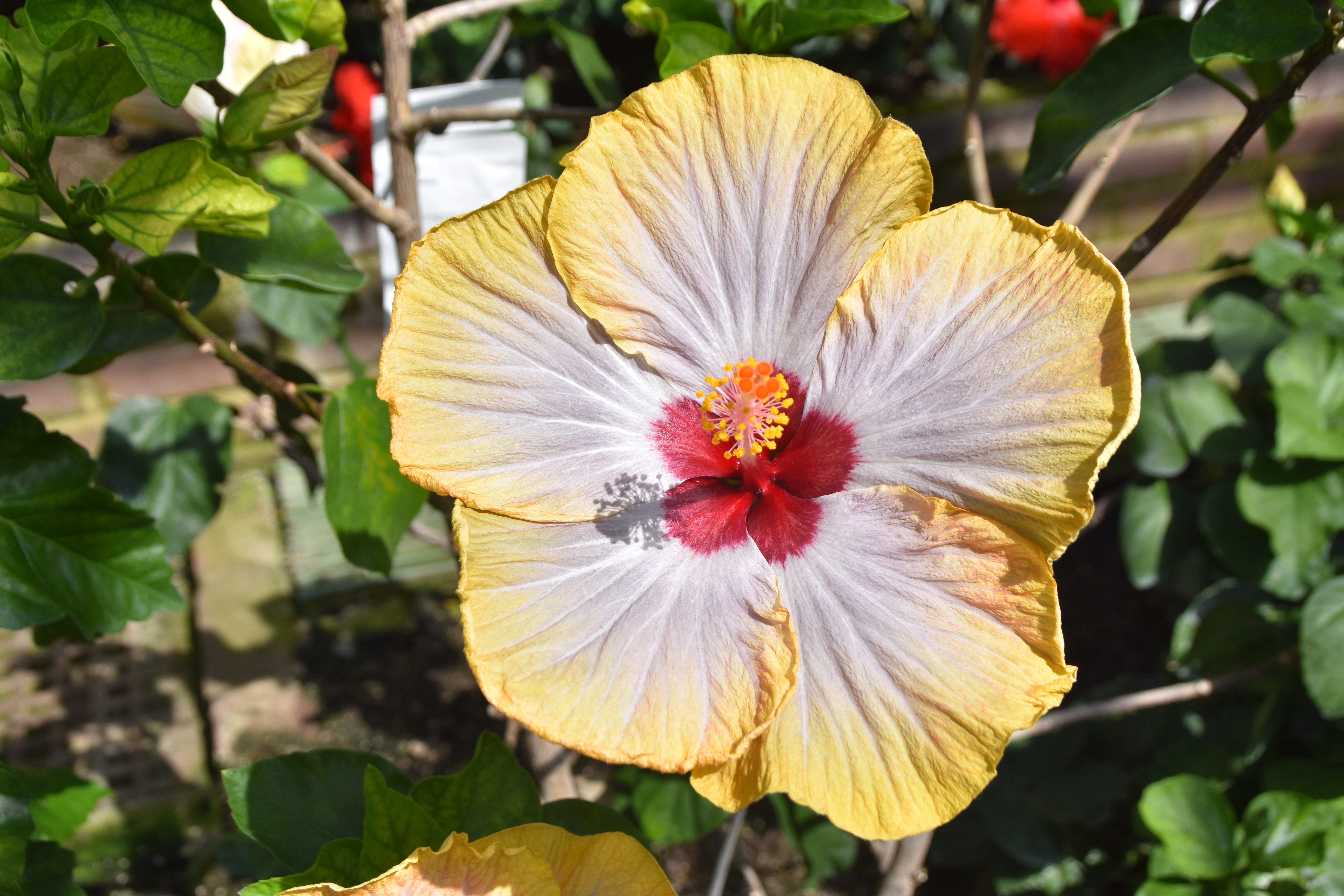 Hibiscus