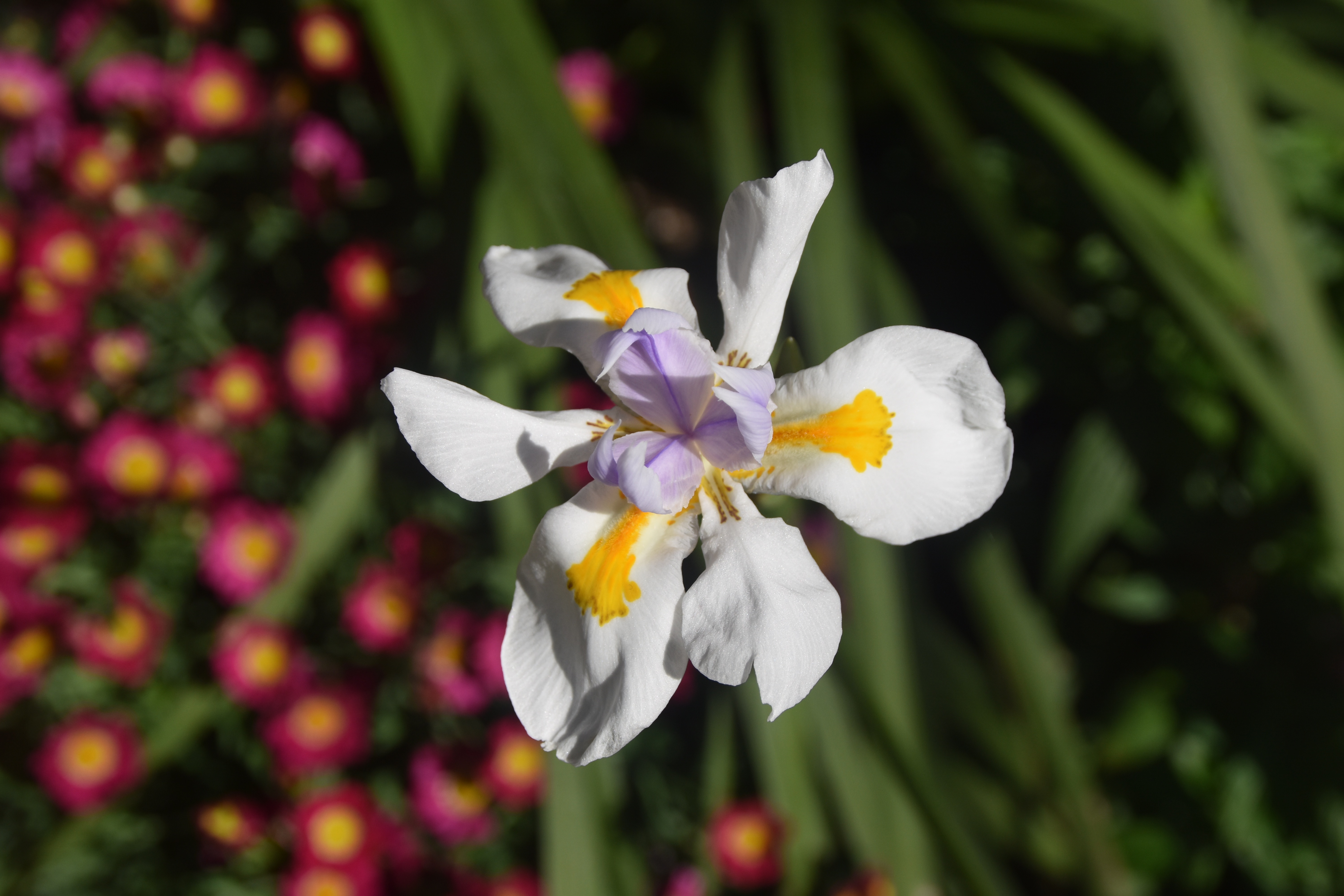 Siberian Iris