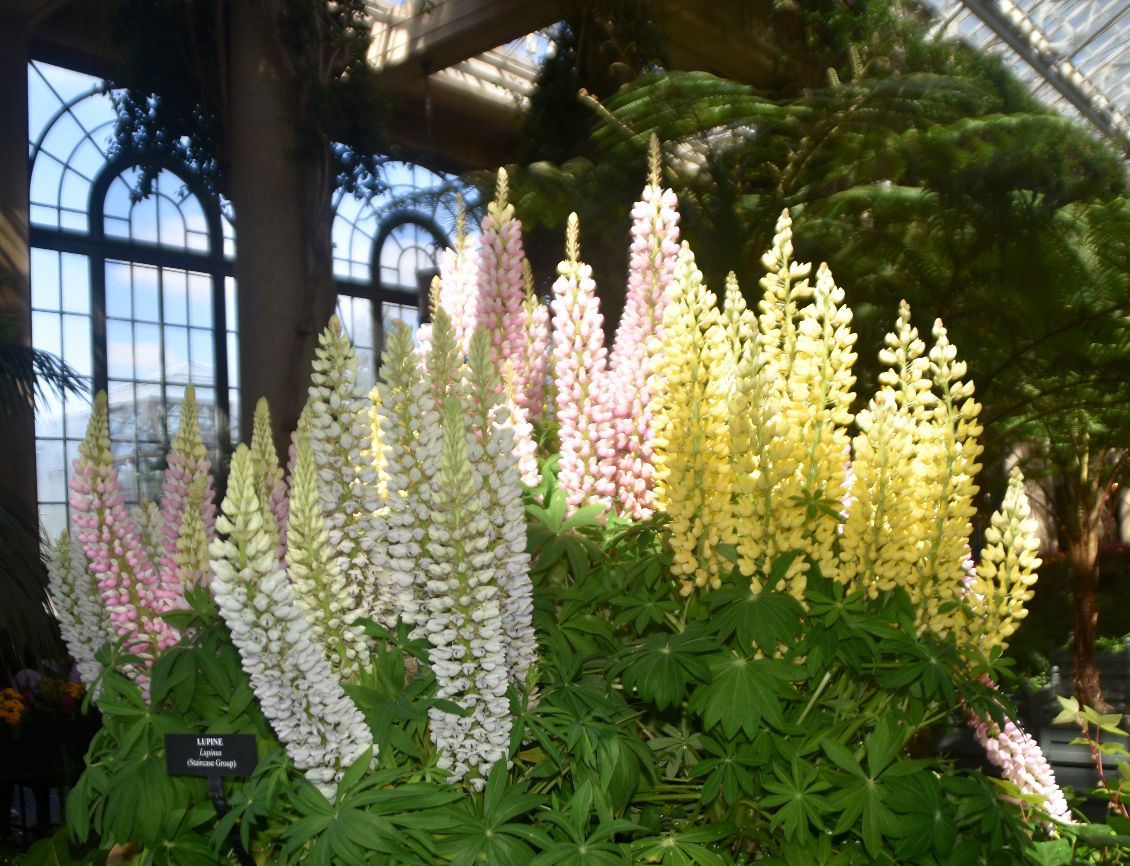 Lupins