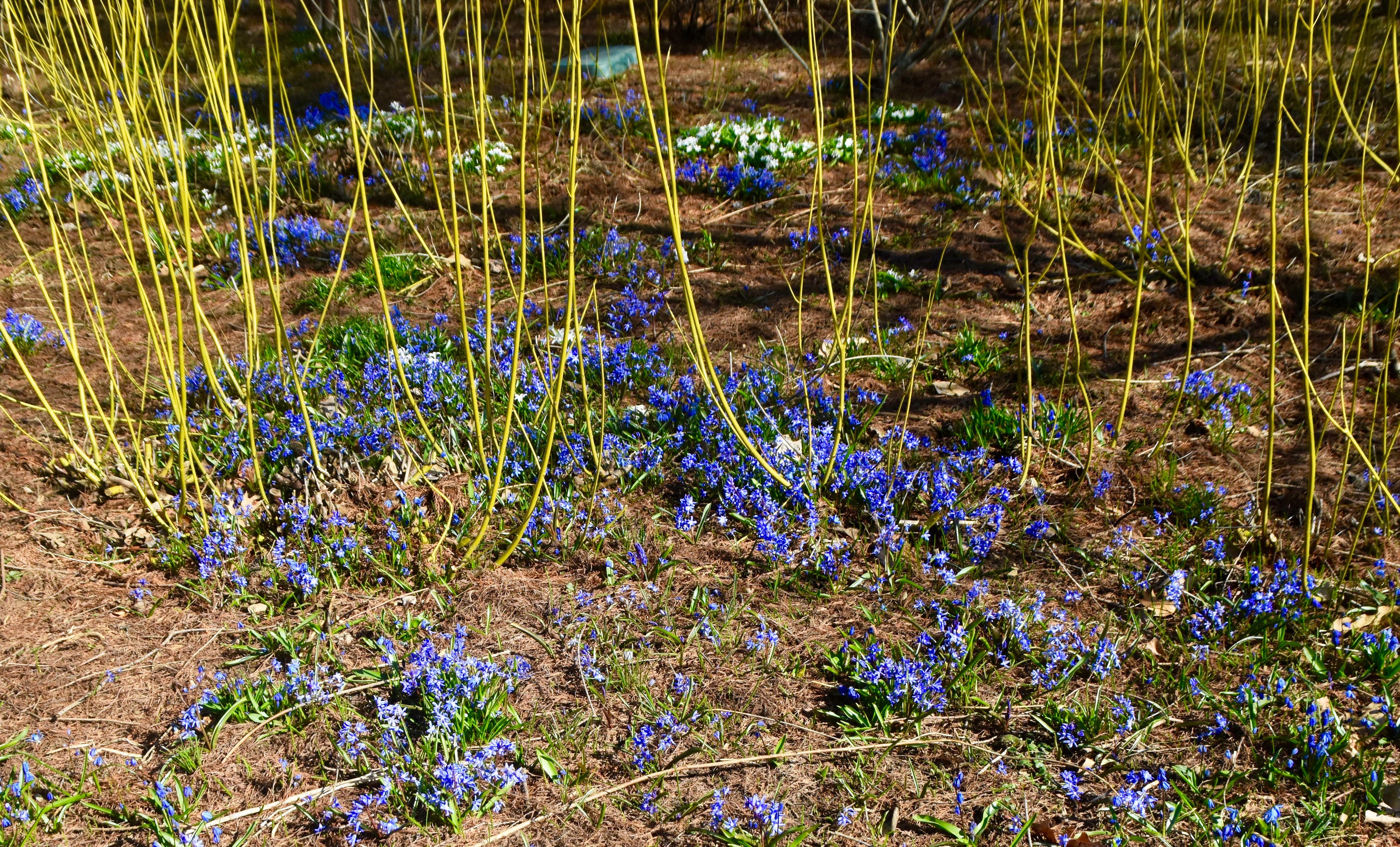 Siberian squill & Yellow Bark Dogwood