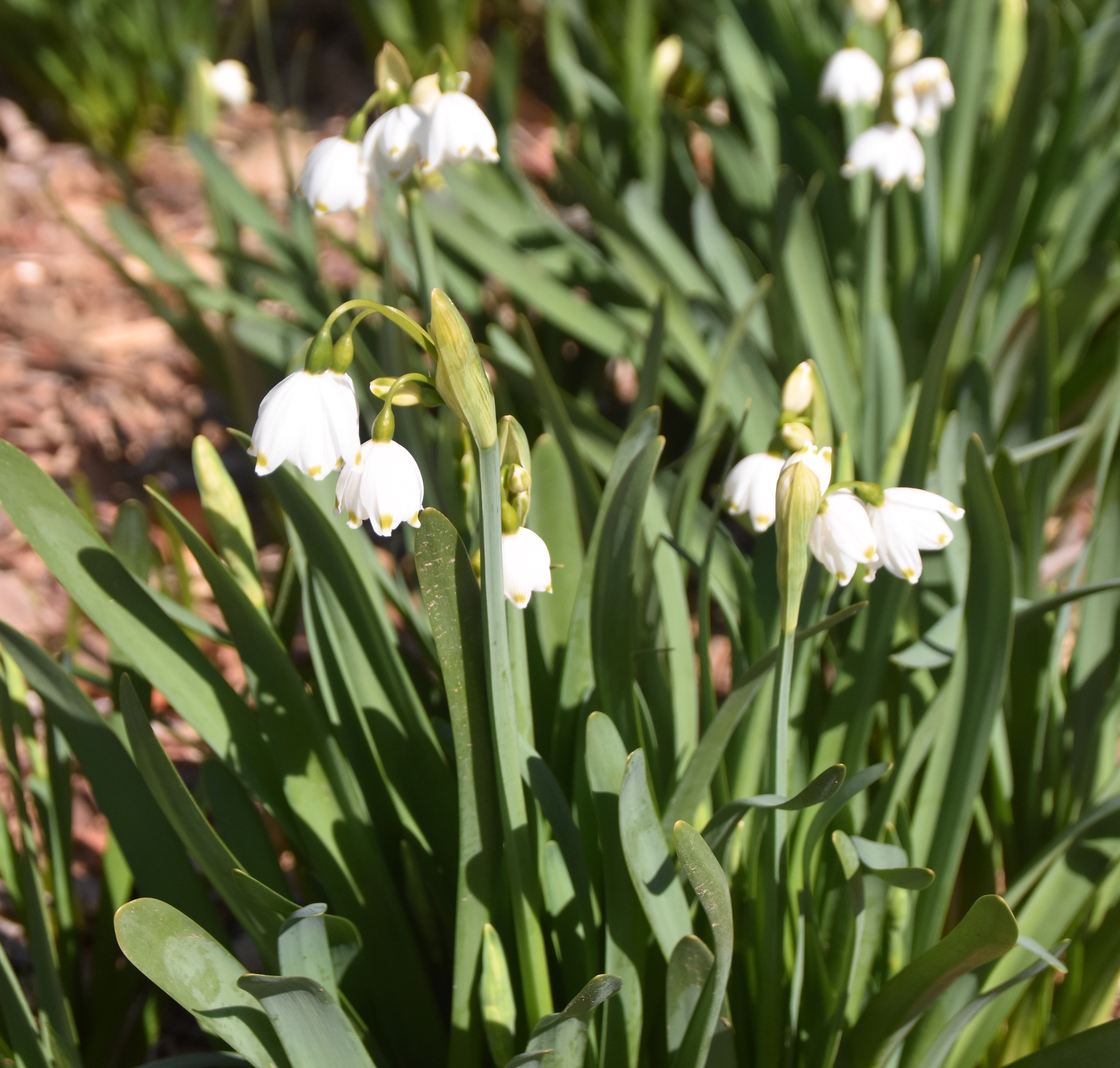 Snowdrops