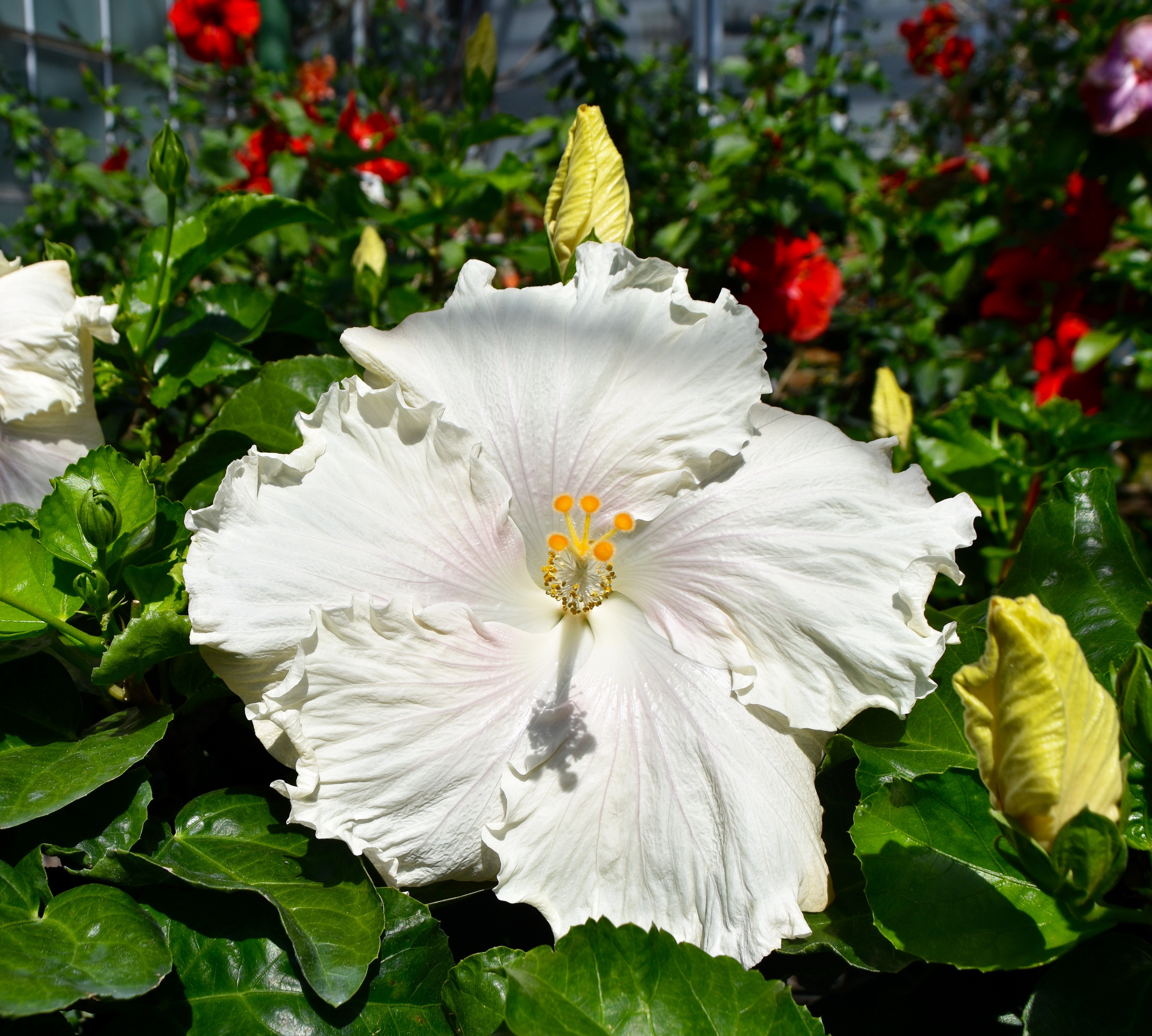White Hibiscus, Longwood Gardens