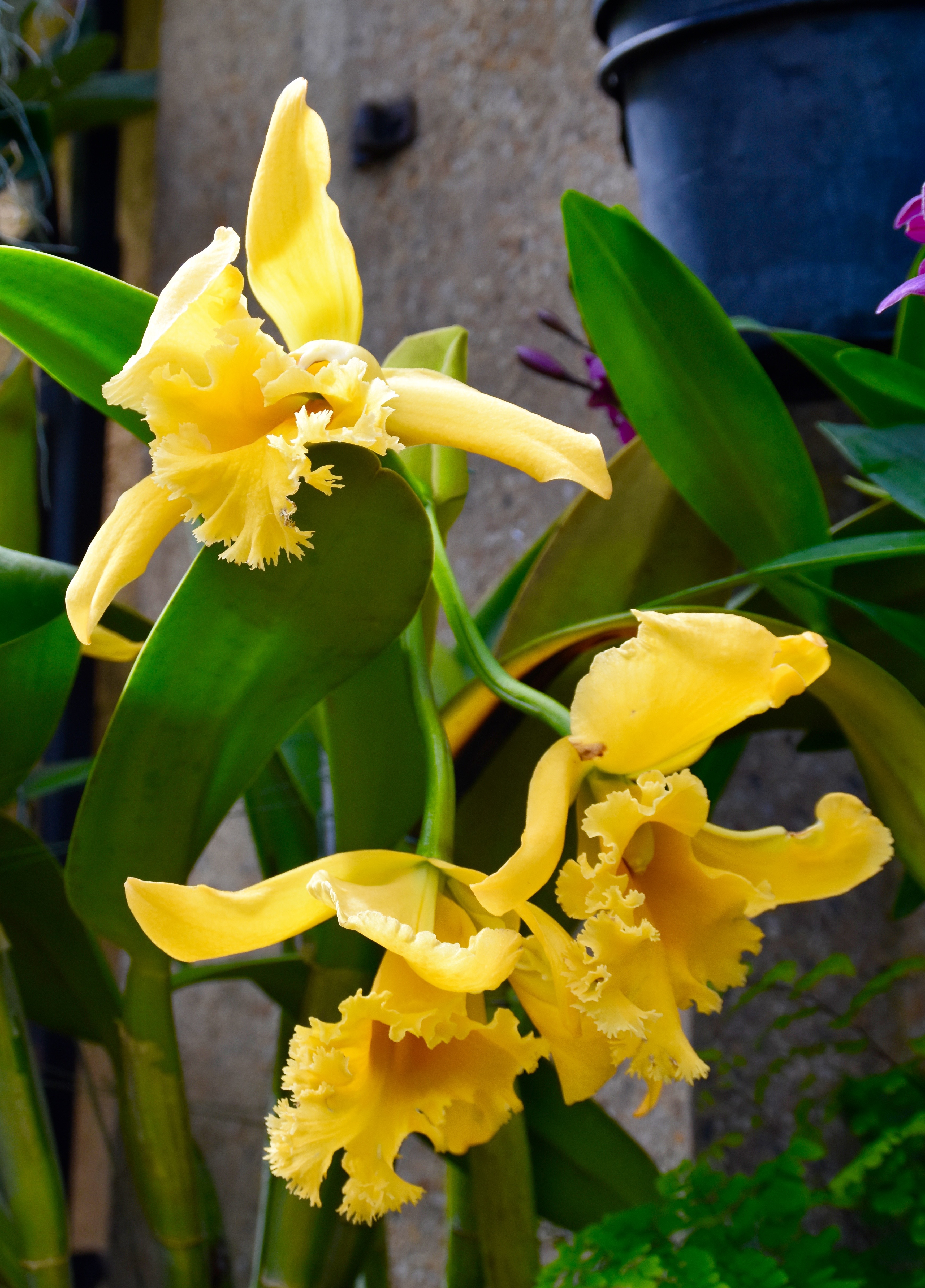 Yellow Orchids, Longwood Gardens