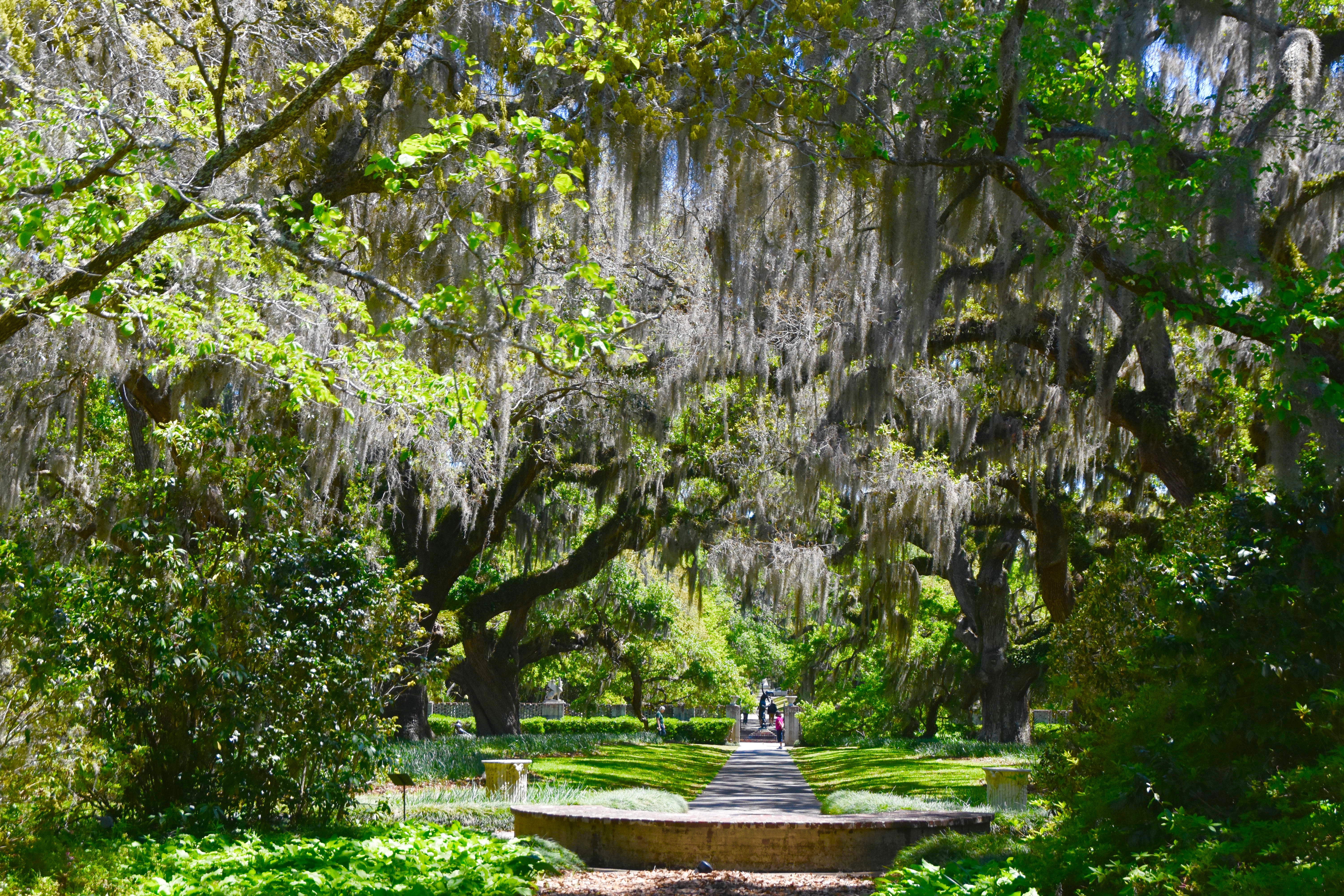 Live Oak Allee, Brookgreen Gardens