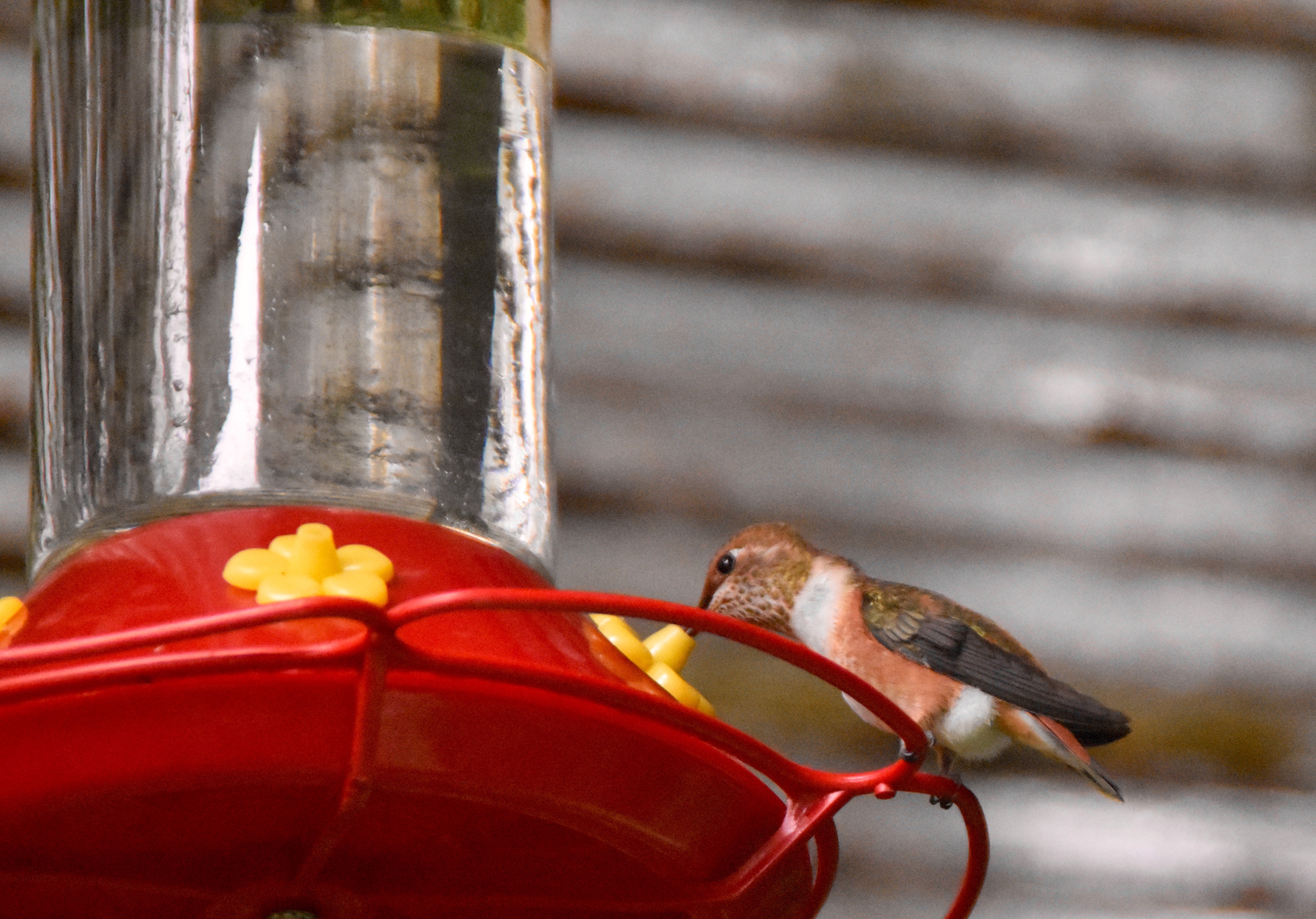 Rufous HUmmingbird, Butchart Gardens