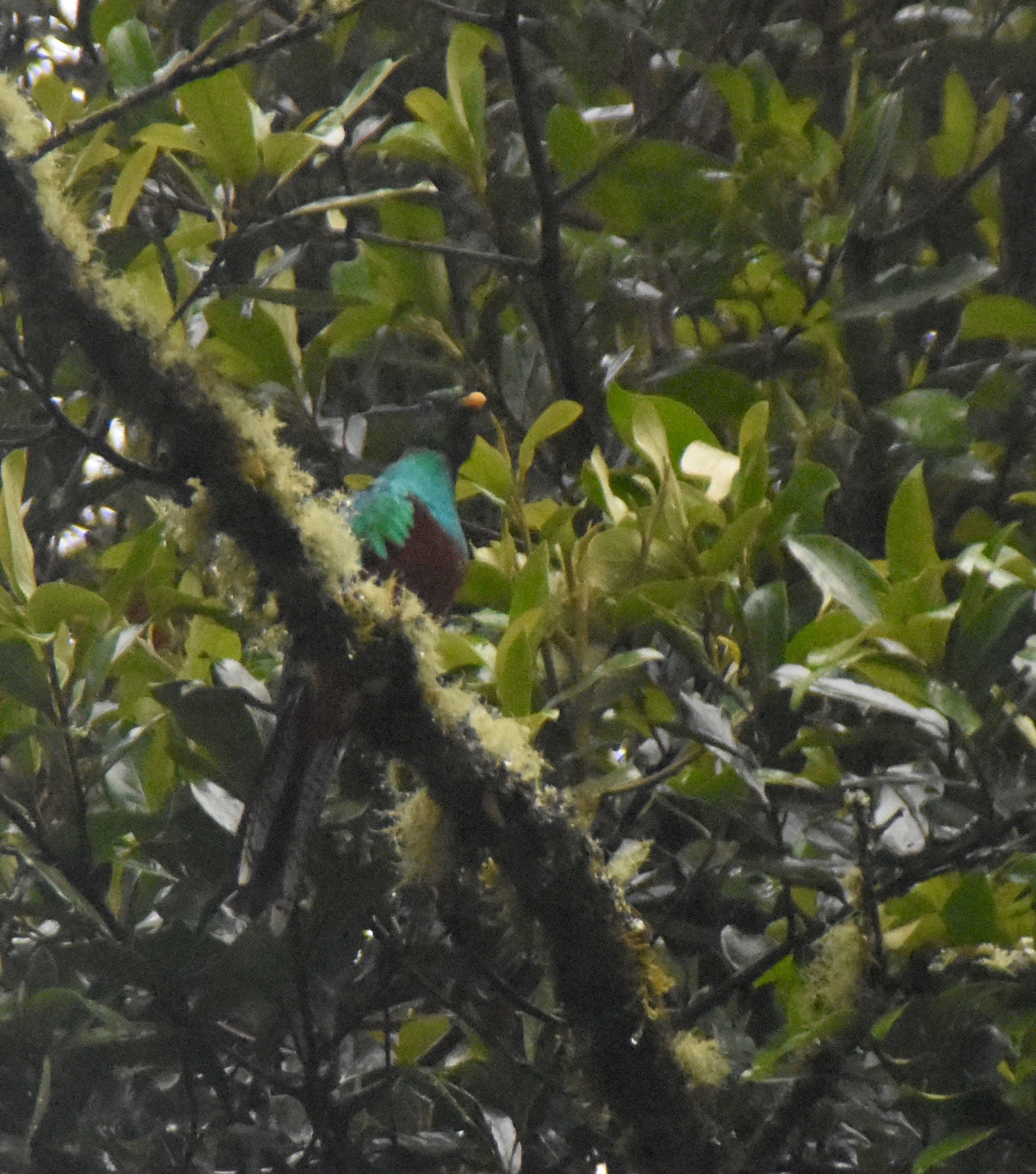 Juvenile Male Resplendent Quetzal, Chiriqui Highlands