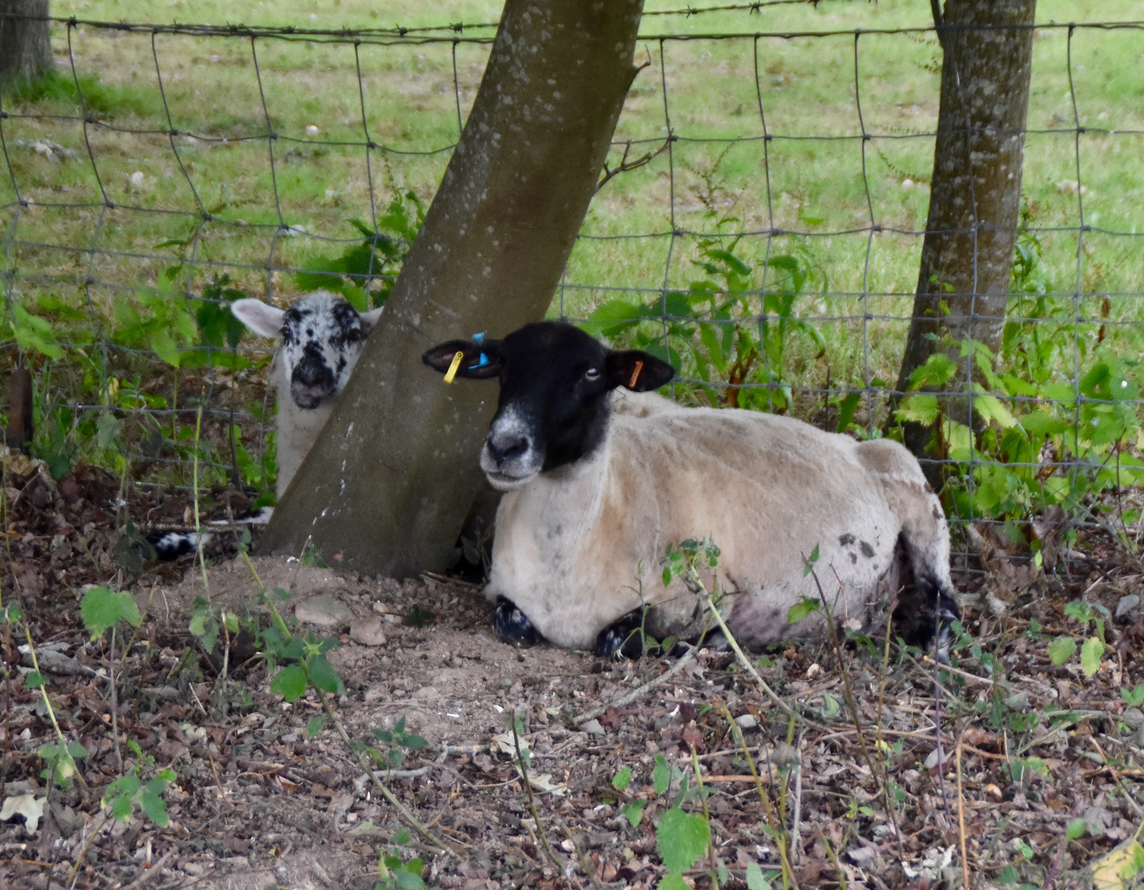 Sheep on the Battle of Hastings site