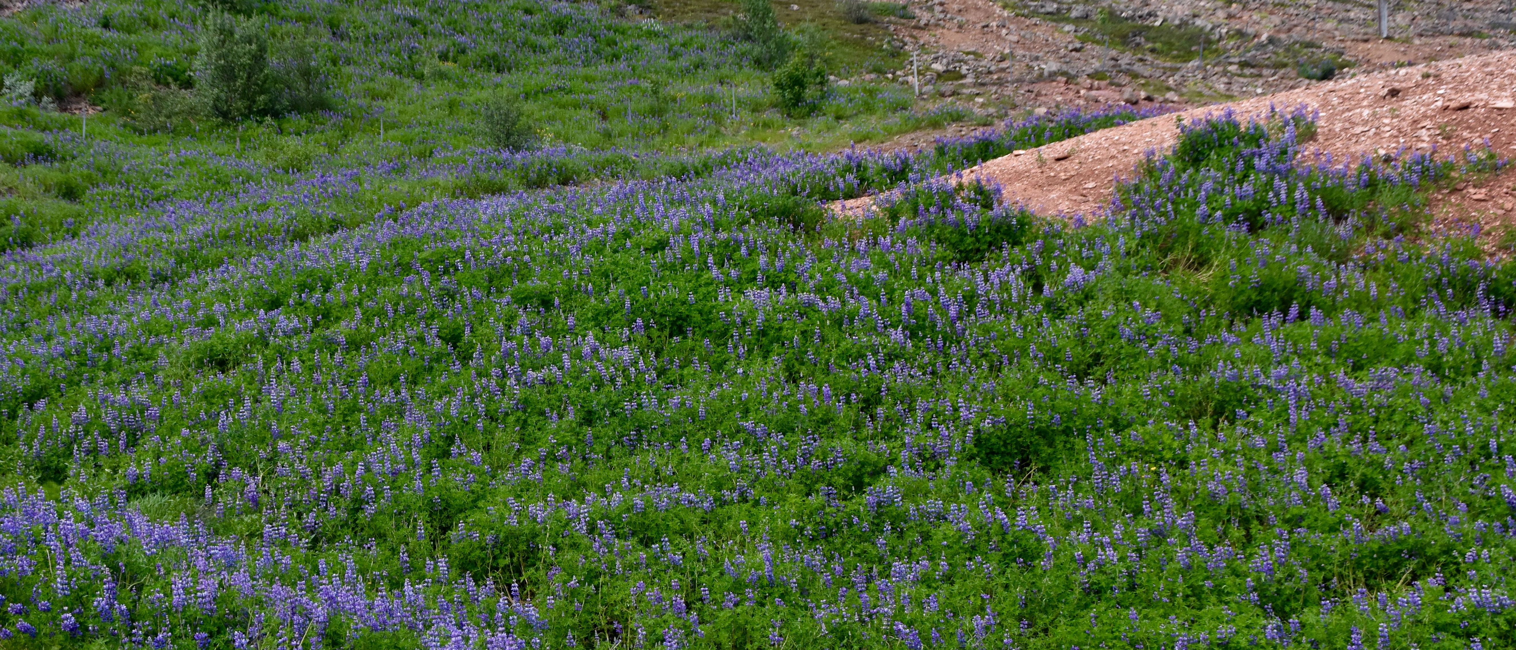 Lupins on the Golden Circle Route