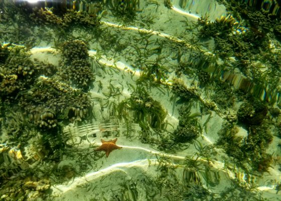 Bocas del Toro Starfish