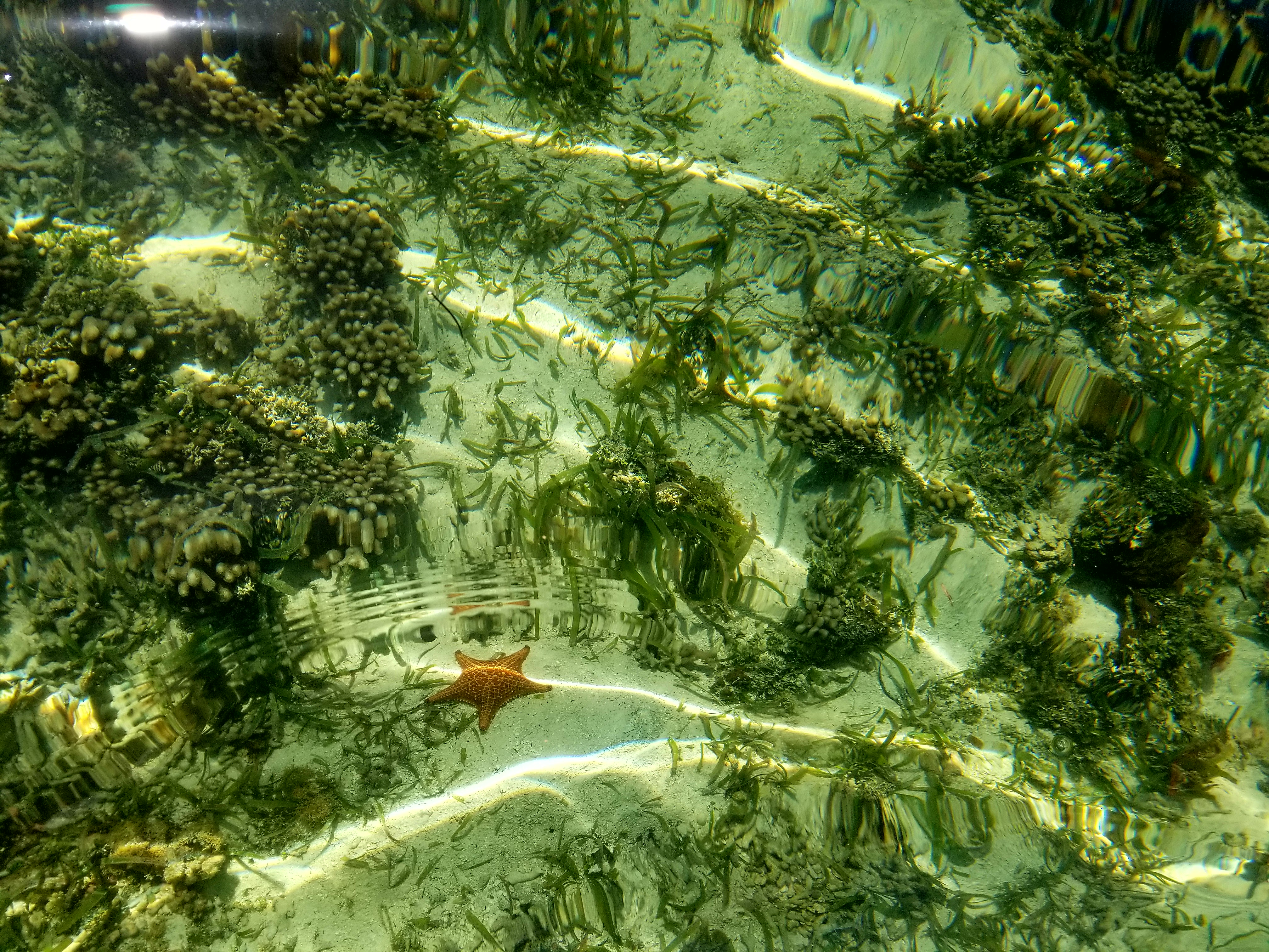Bocas del Toro Starfish