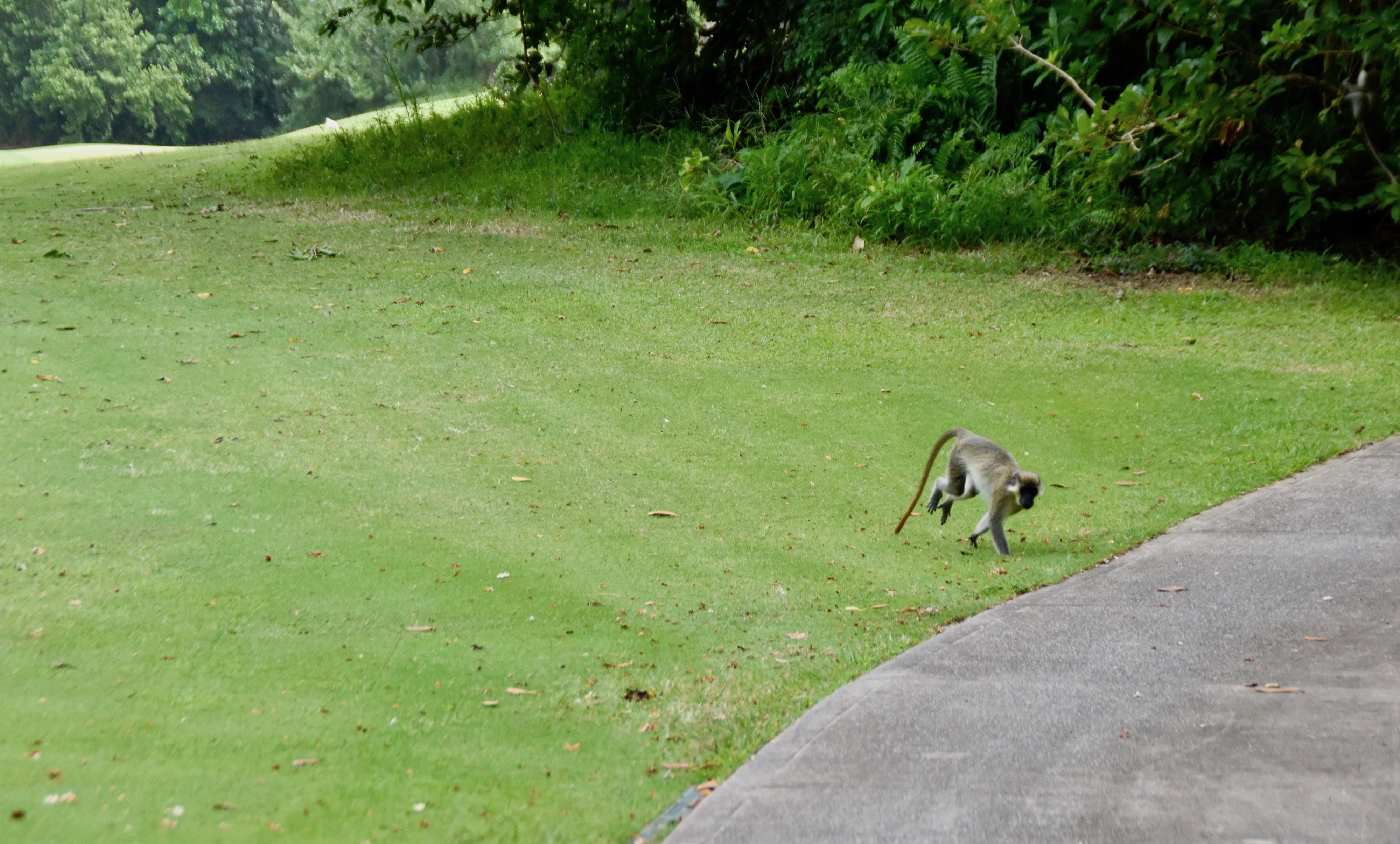 Green Monkey on #13, Apes Hill