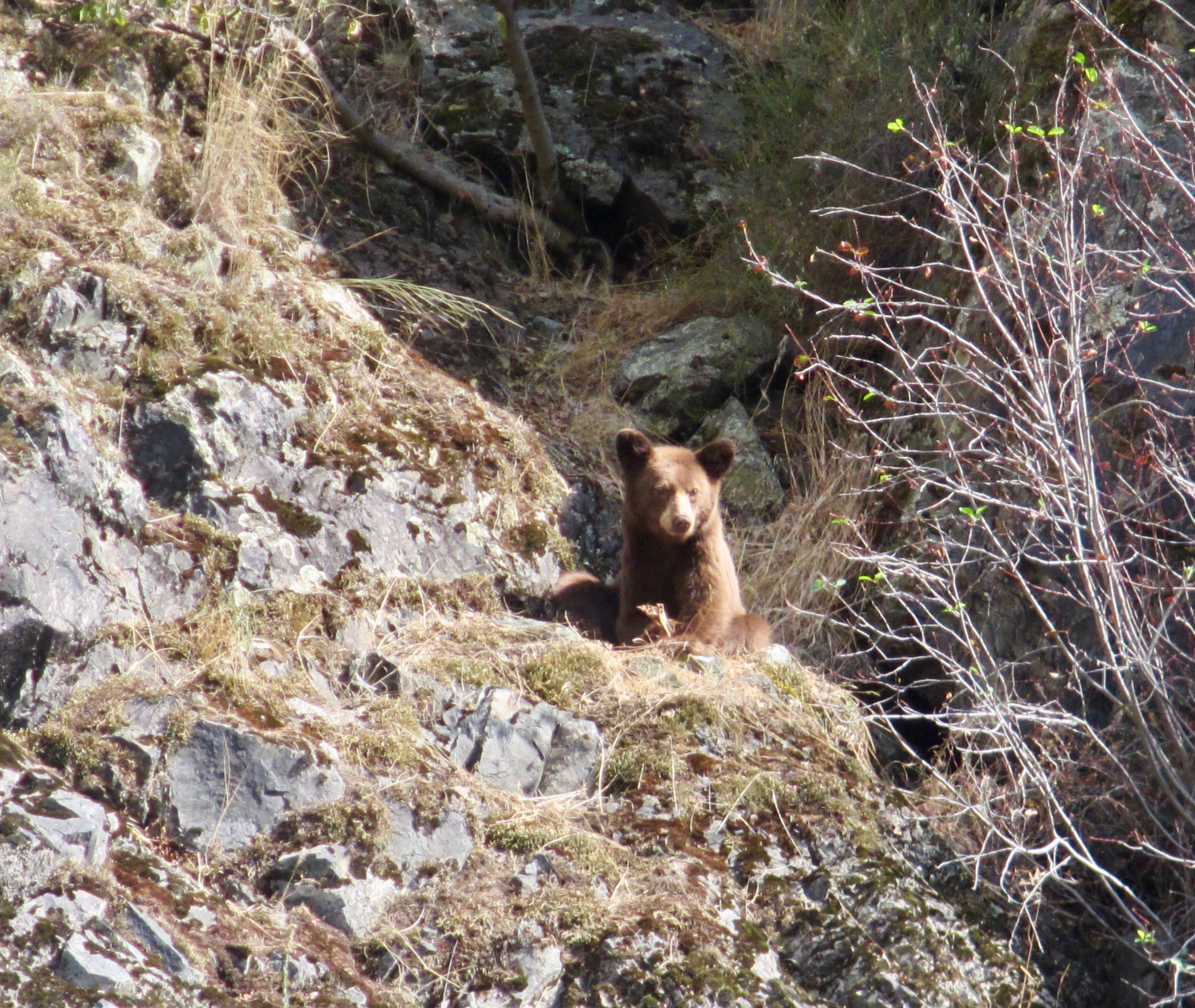 Hells Canyon Adventures - Young Bear on the Canyon Wall