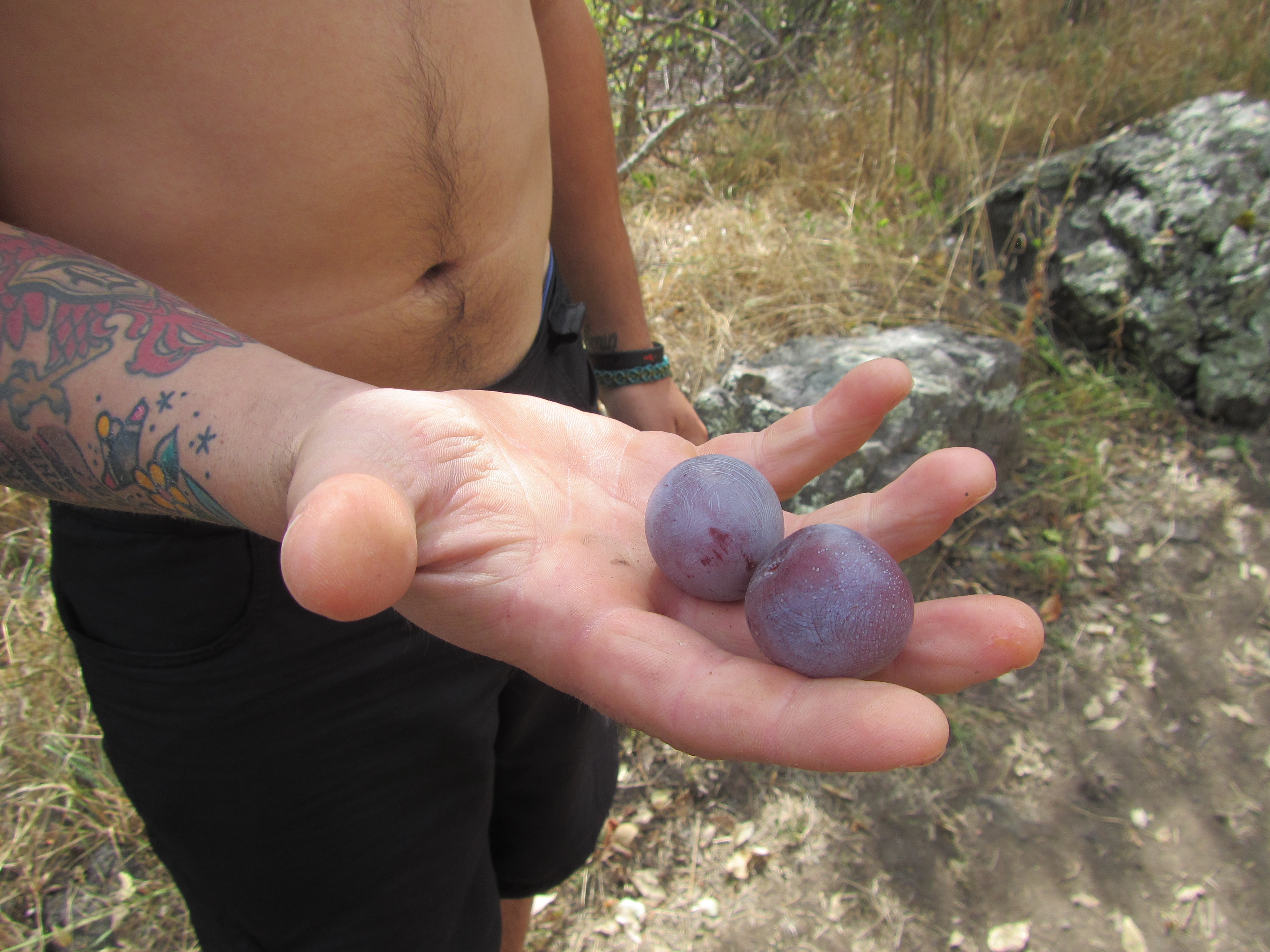 Wild Plums found on a Hells Canyon Adventures Trip