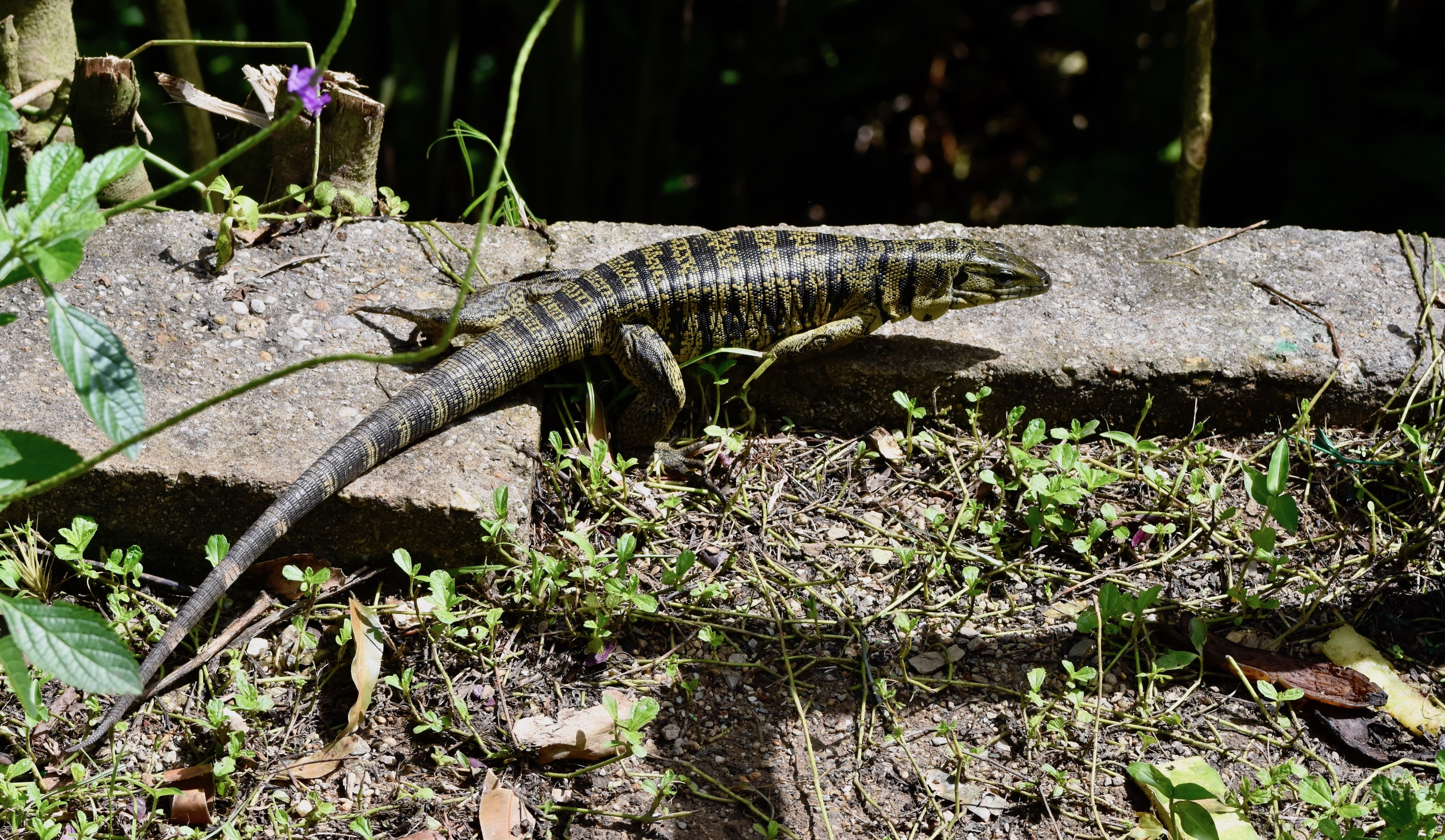 Golden Tegu Lizard, Asa Wright Nature Centre