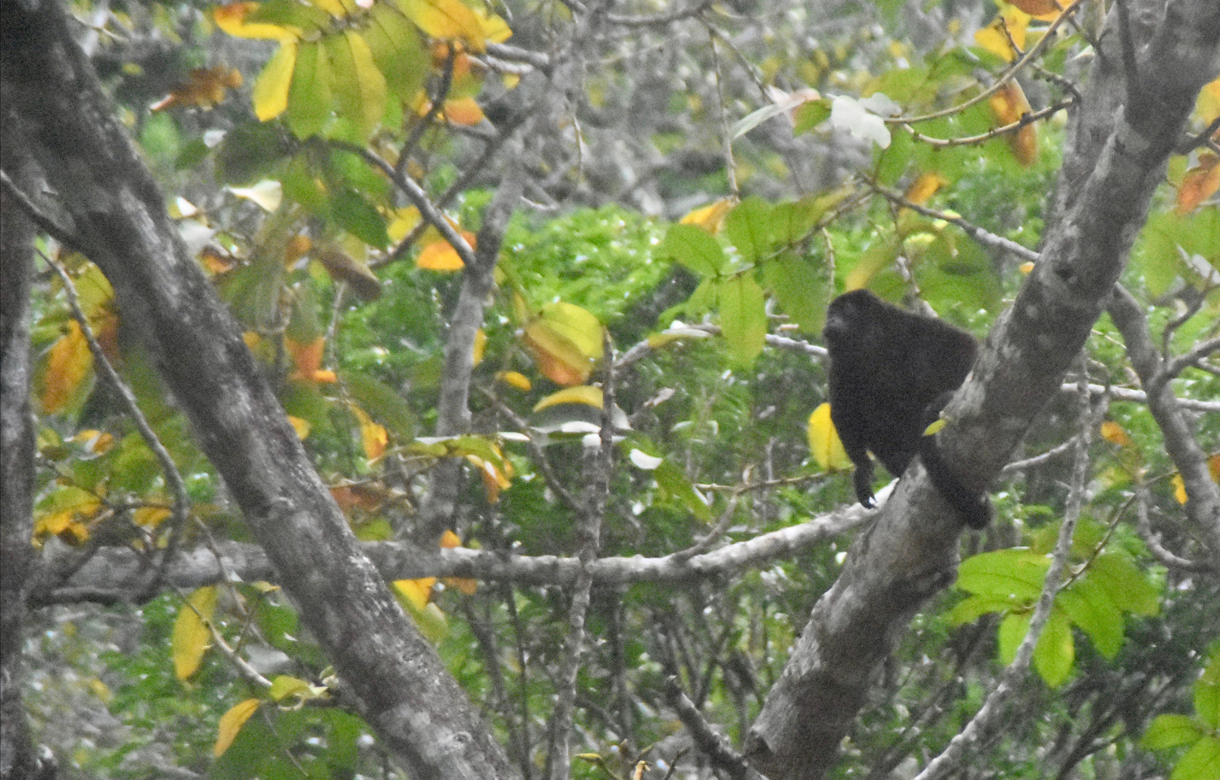 Howler Monkey, Monteverde Cloud Forest