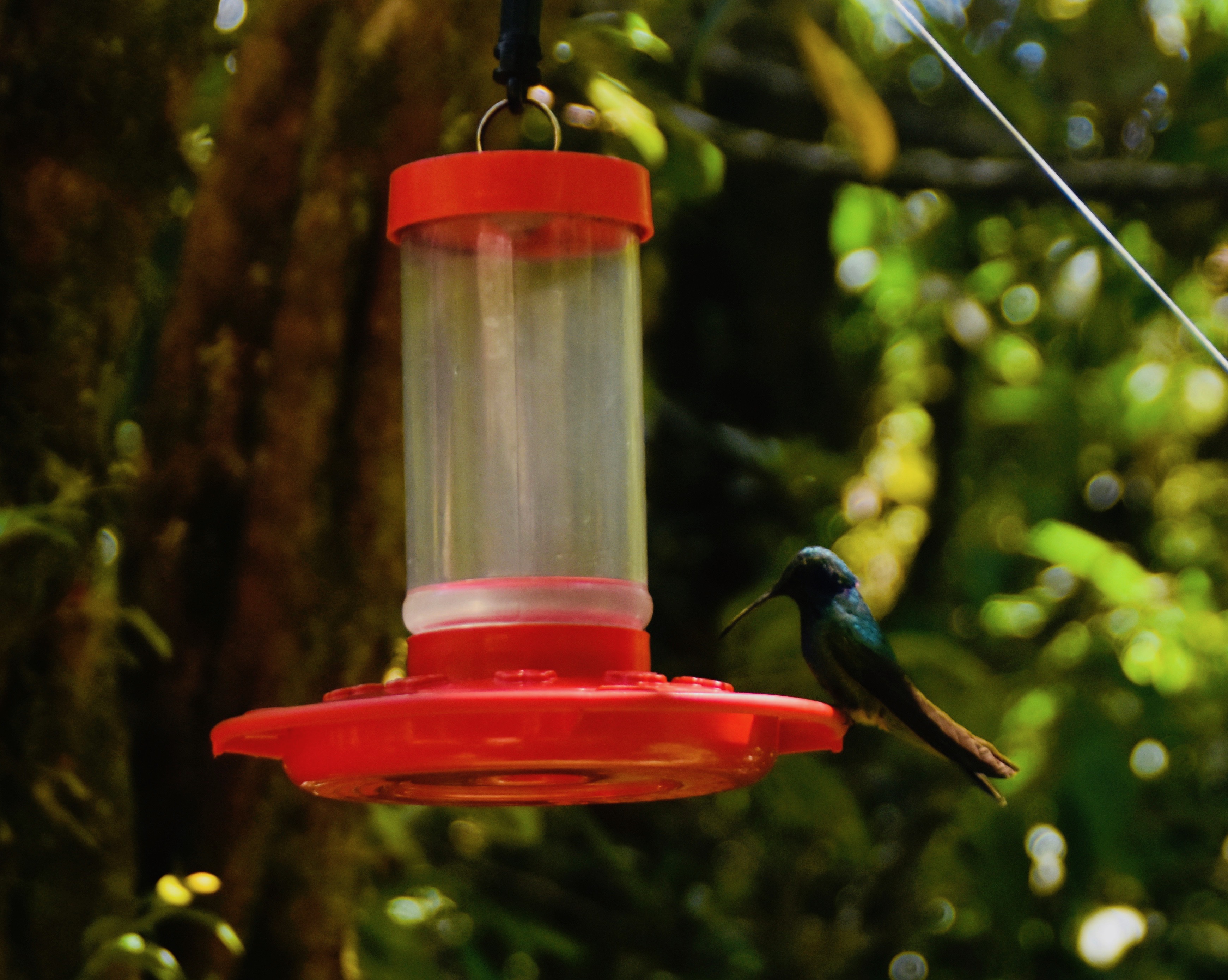 Hummingbird, Monteverde Cloud Forest