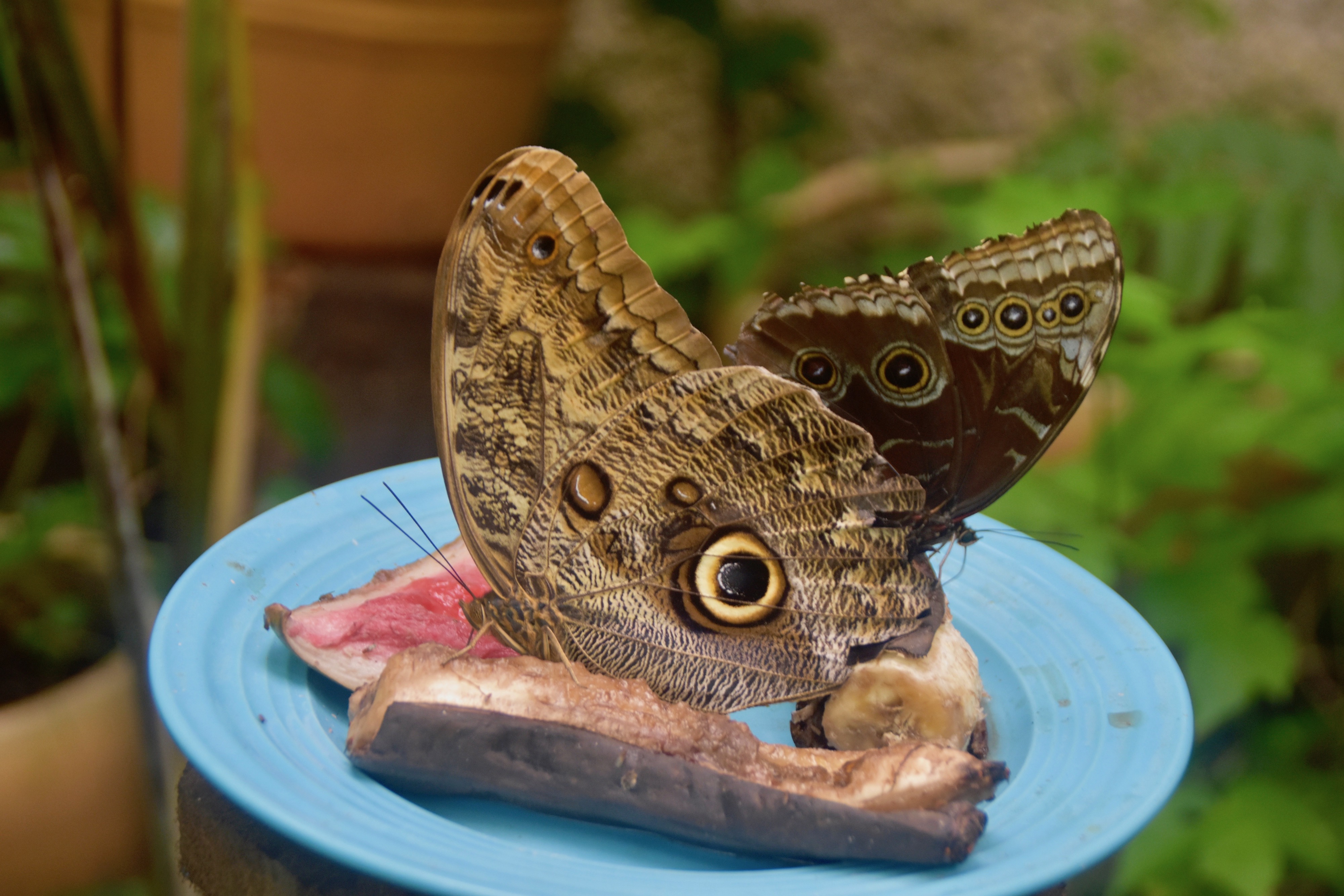 Owl Butterfly, Monteverde Butterfly Gardens