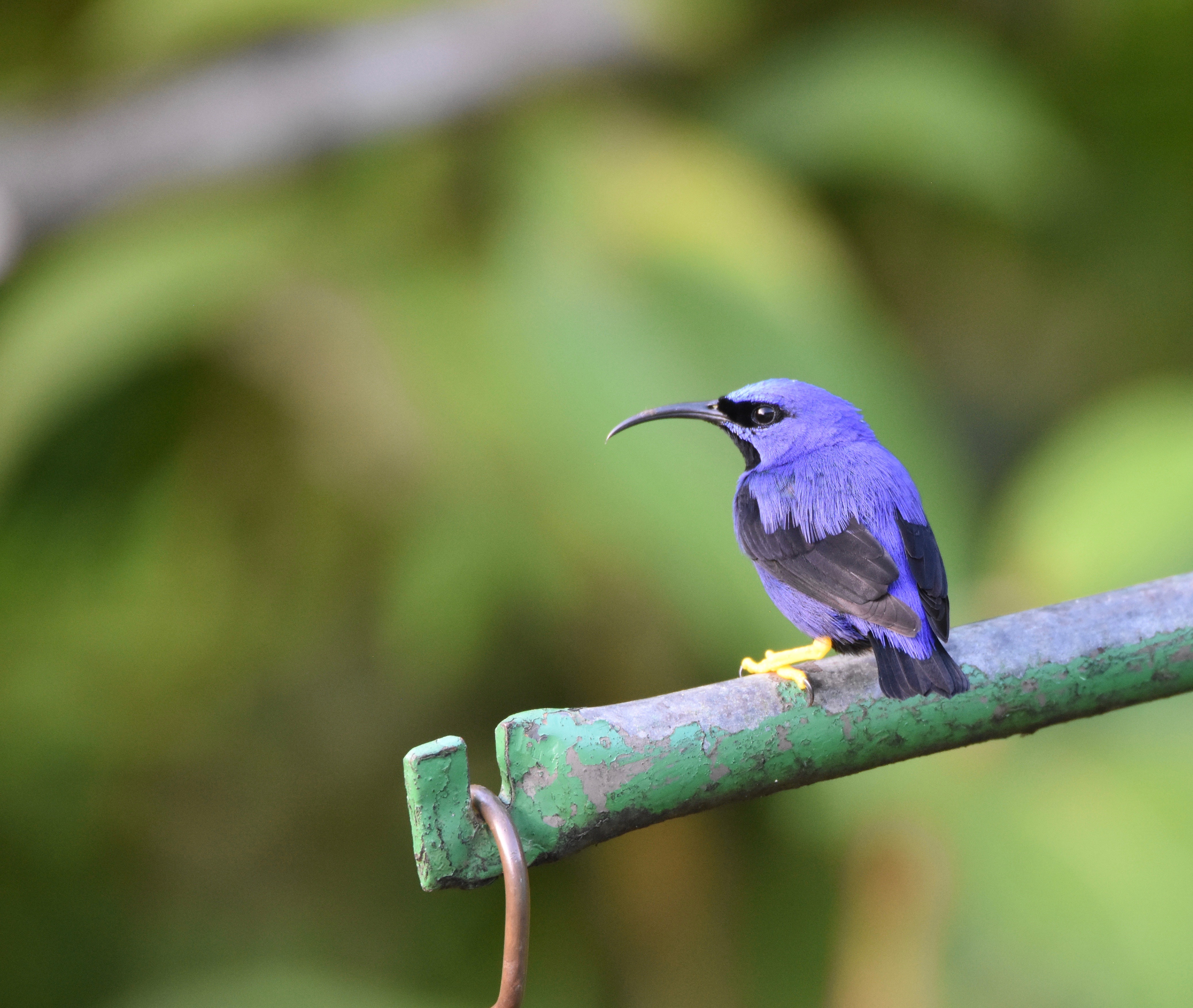 Purple Honeycreeper, Asa Wright Nature Centre