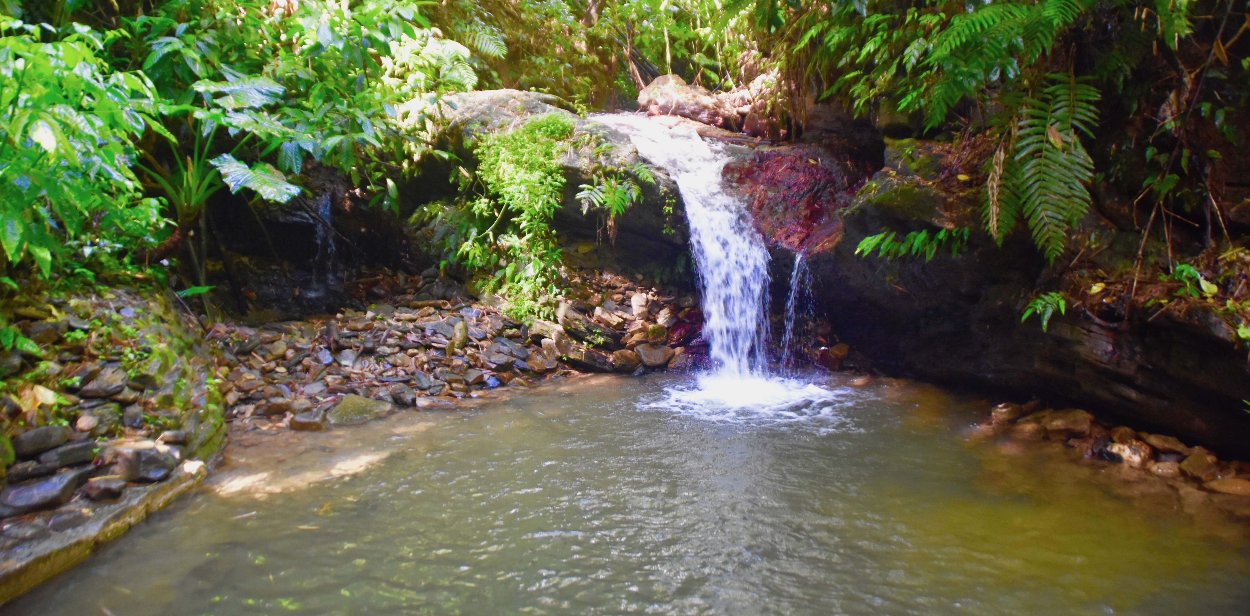 The Pool at Asa Wright Nature Centre