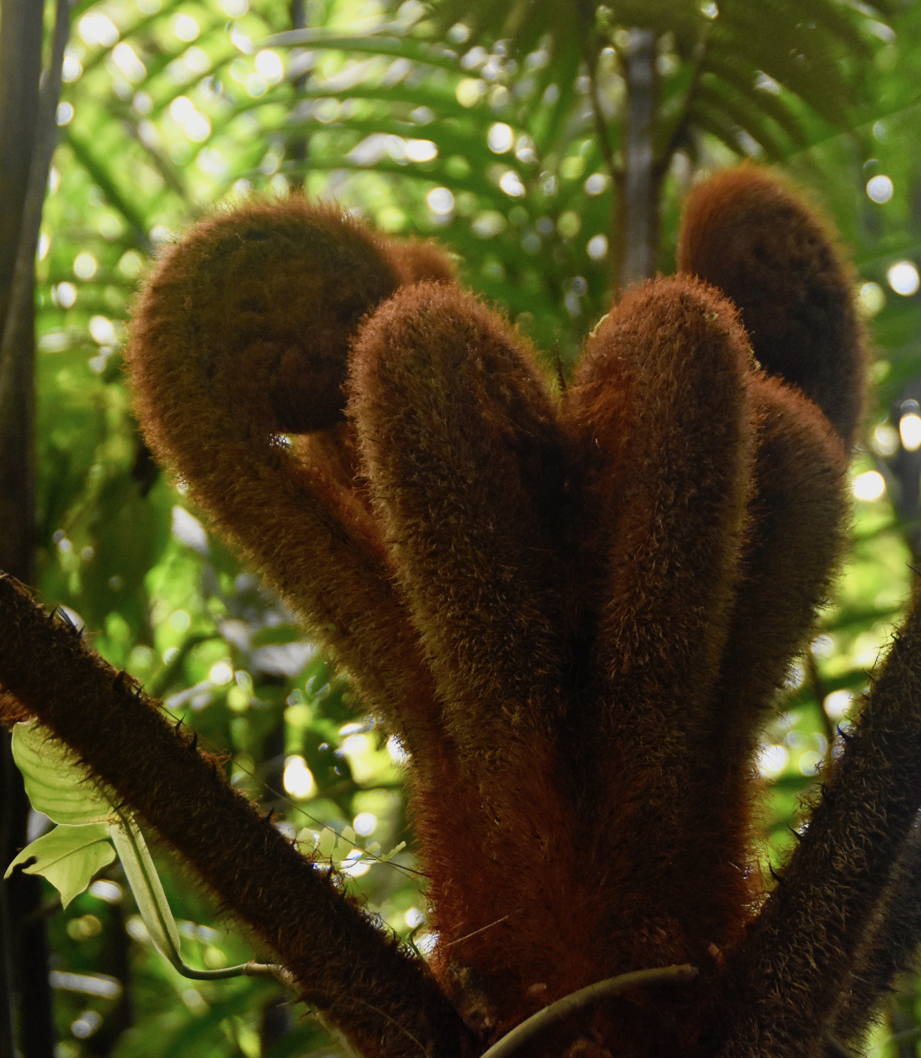 Tree Fern, Monteverde Cloud Forest