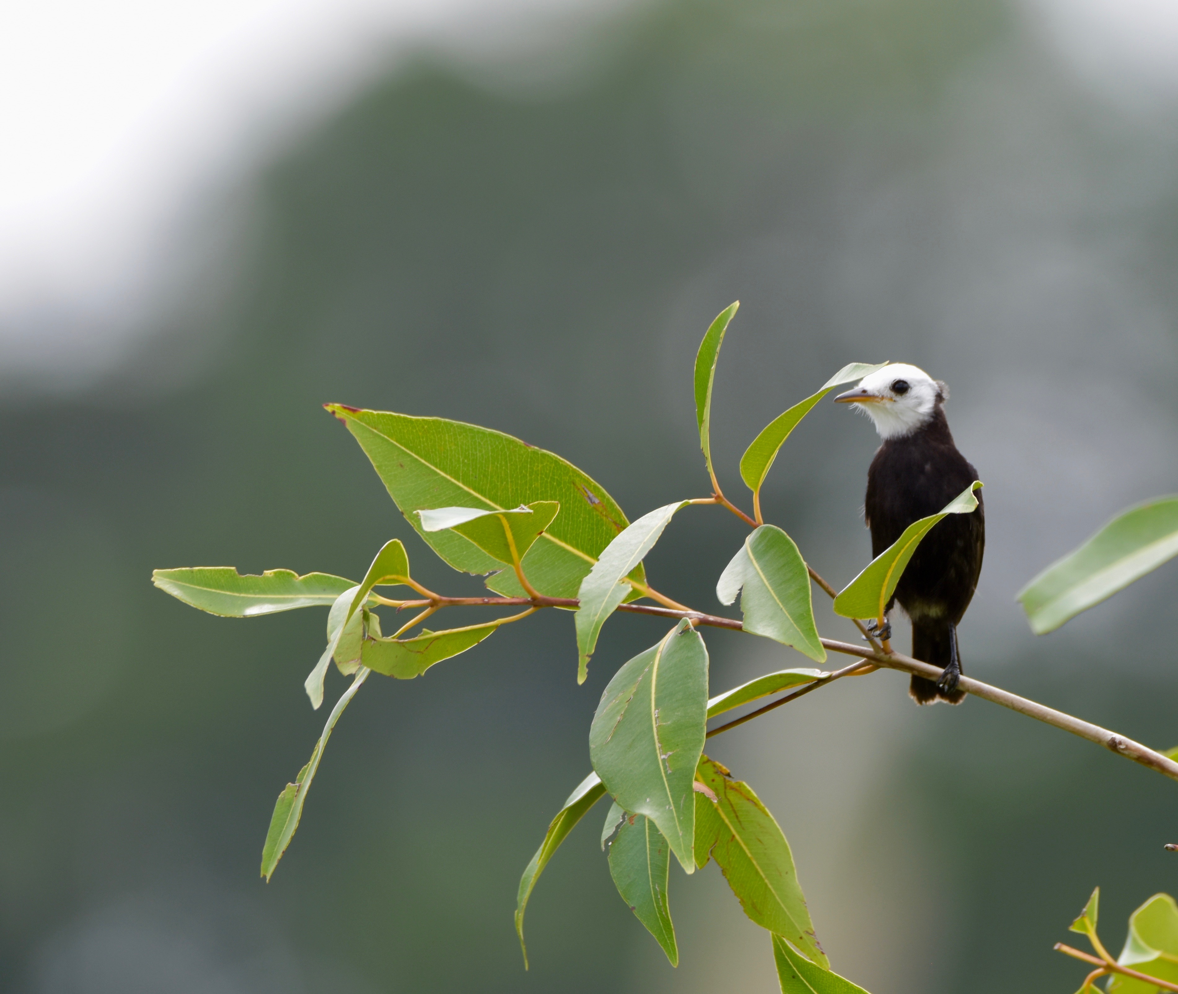 White-headed Marsh Tyrant, Asa Wright