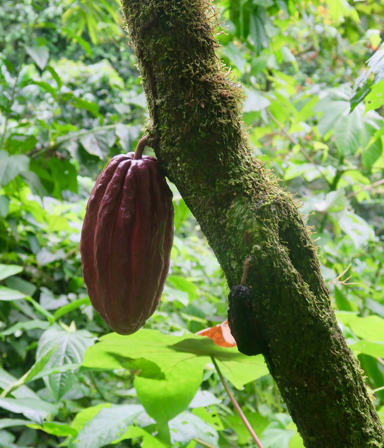 Wild Cocoa Tree, Asa Wright Nature Centre