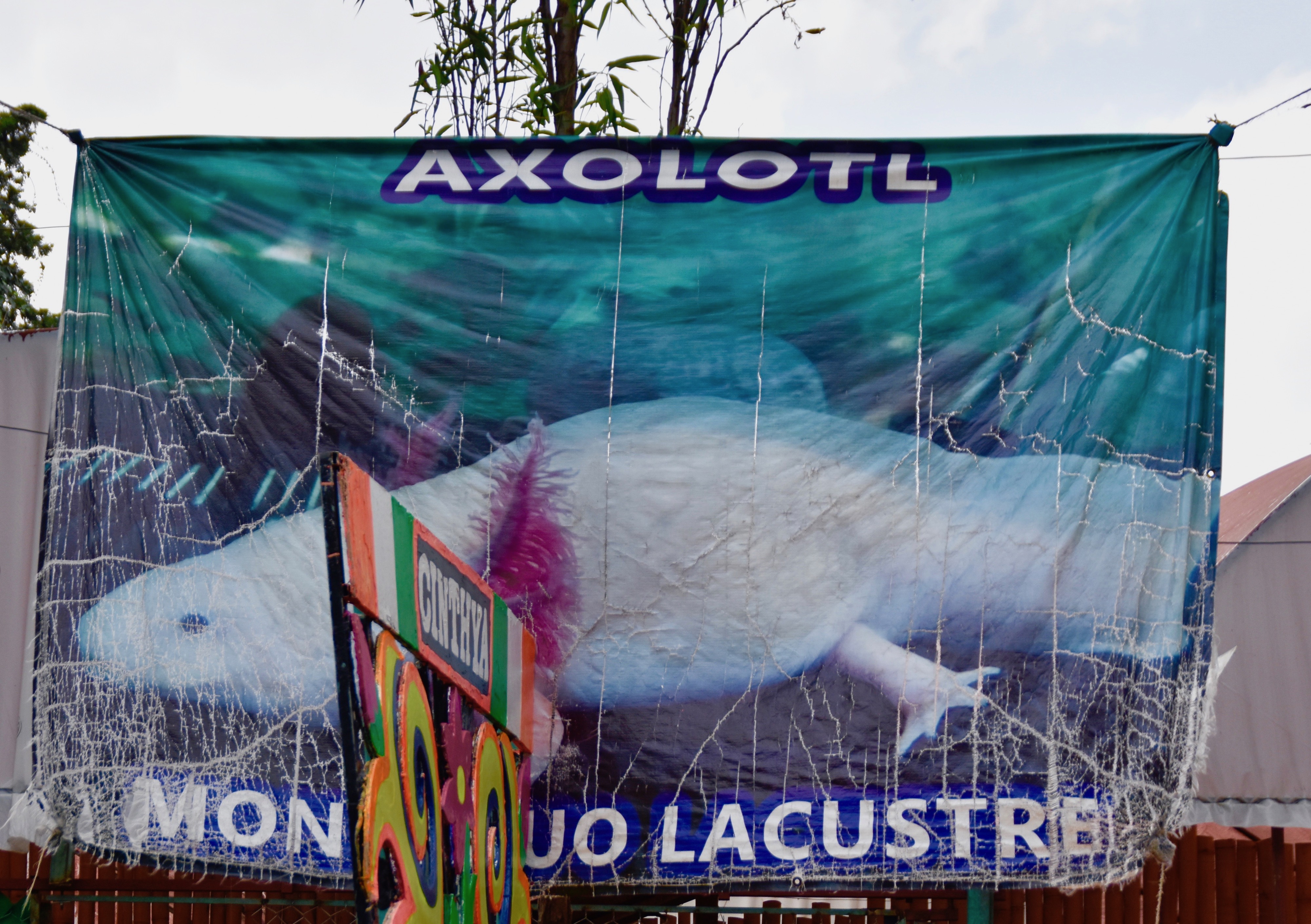 xochimilco tourist trap