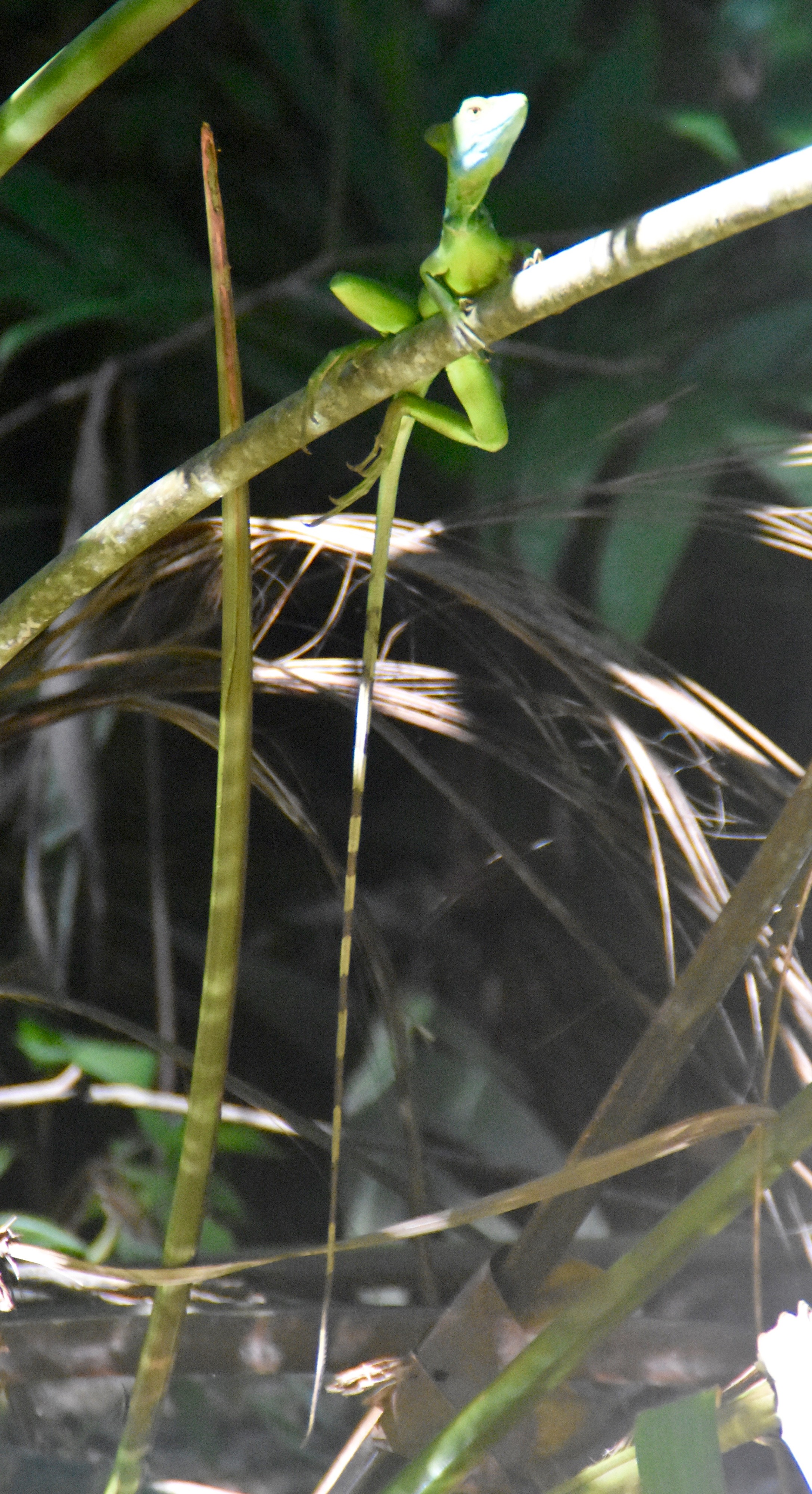 Basilisk, Tortuguero