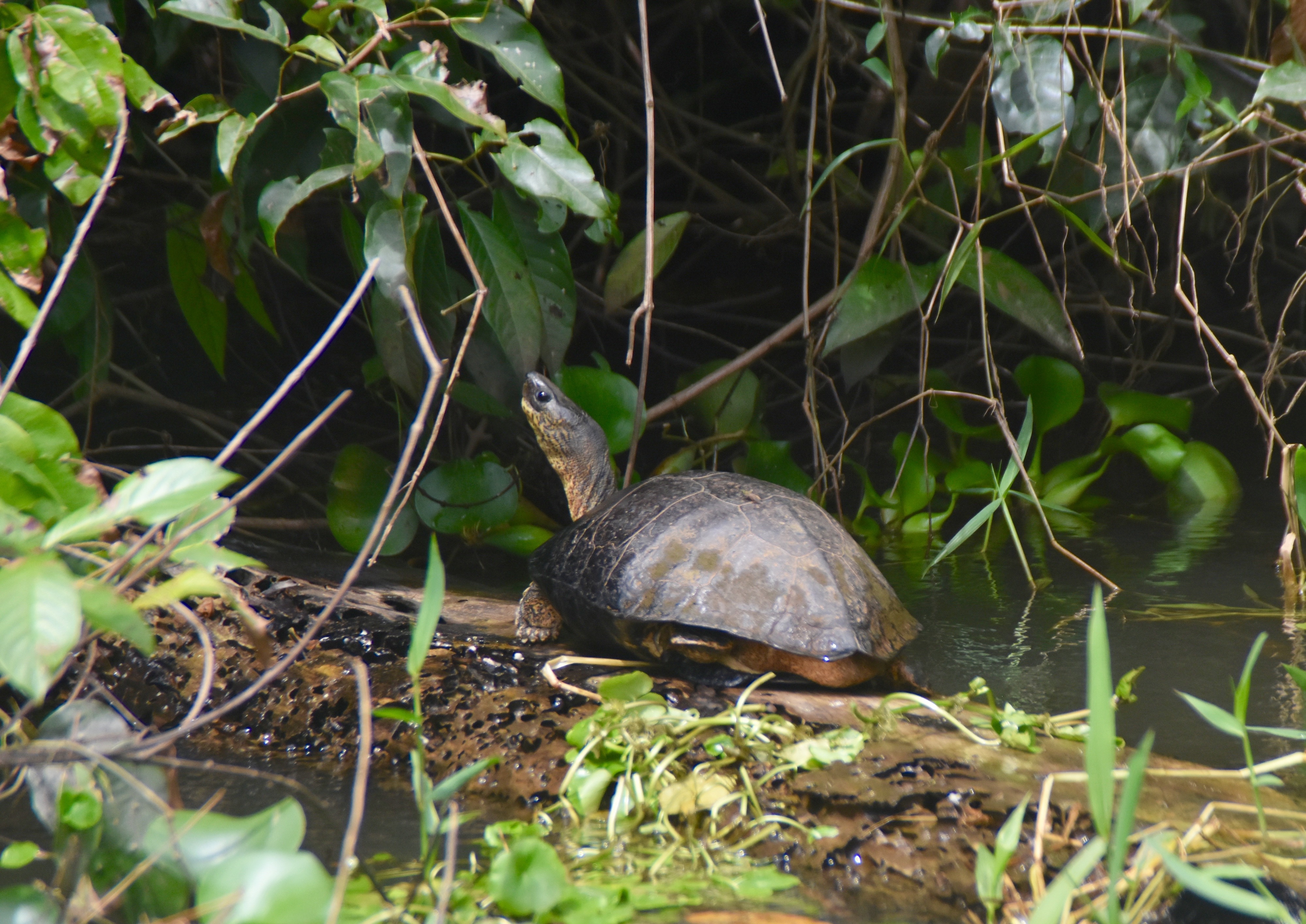 Black River Turtle, Tortuguero