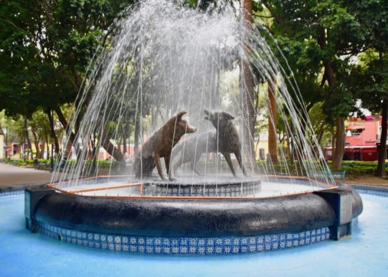 Coyotes Fountain, Coyoacan