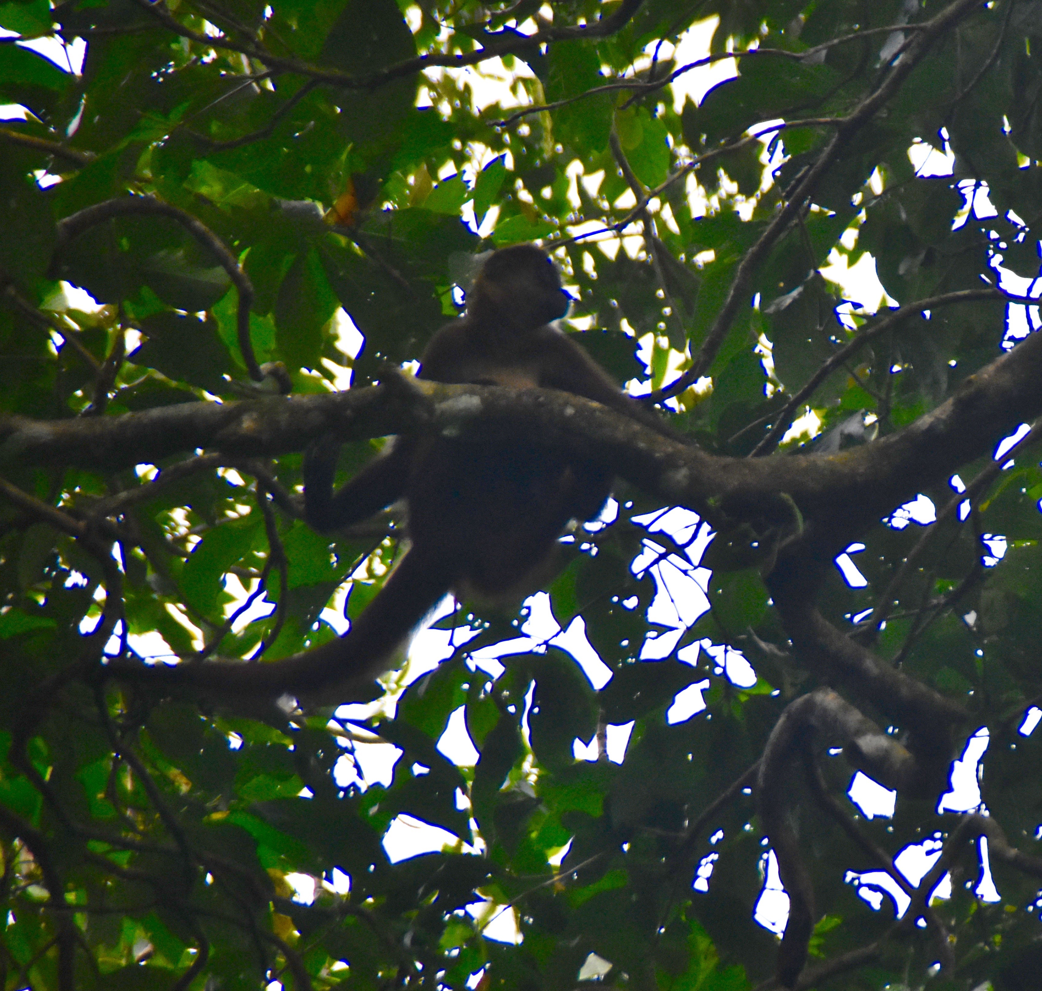 Spider Monkey, Tortuguero