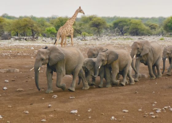 Exploring Namibia Elephants